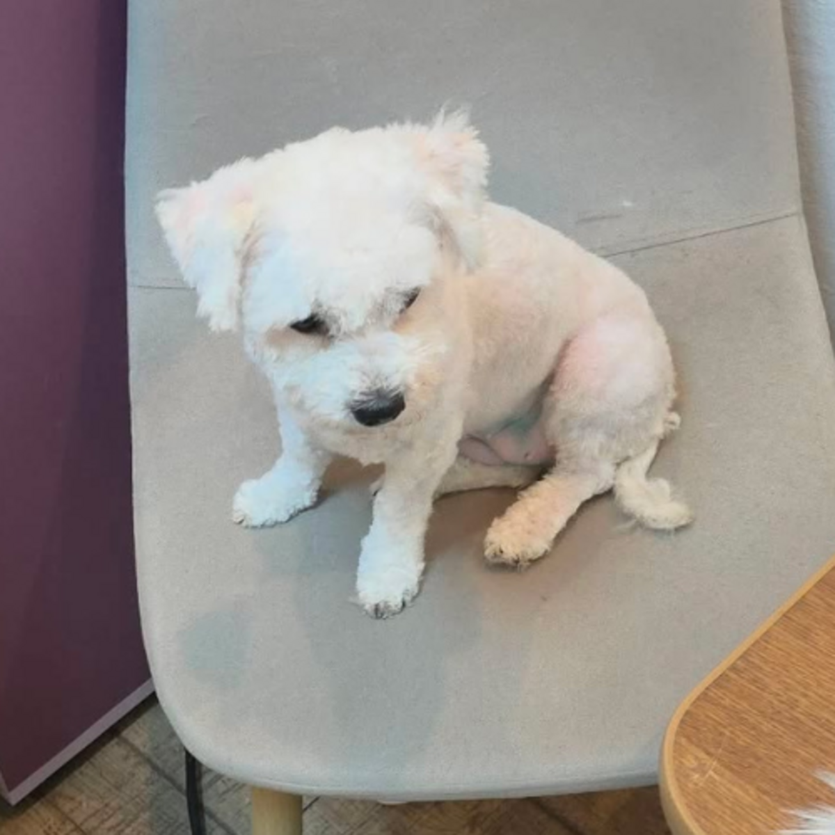 Adoption ILINKA
