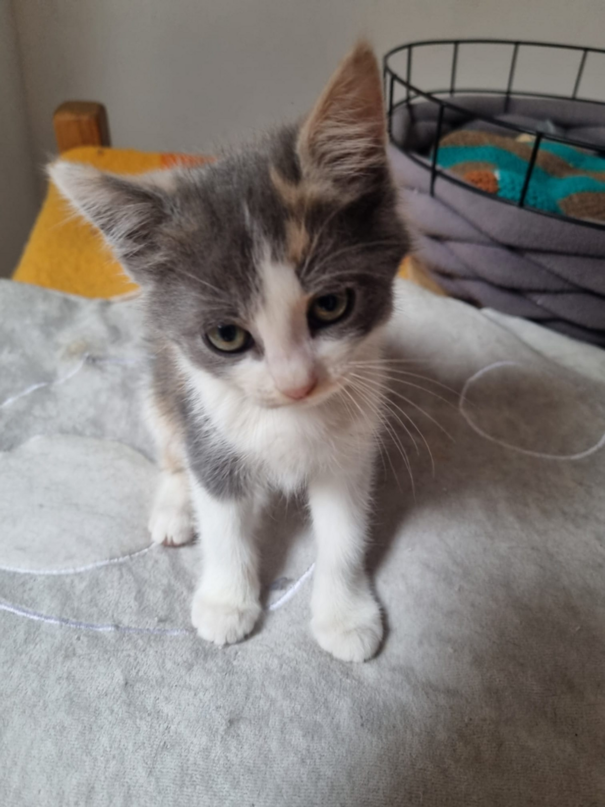 Adoption Bess