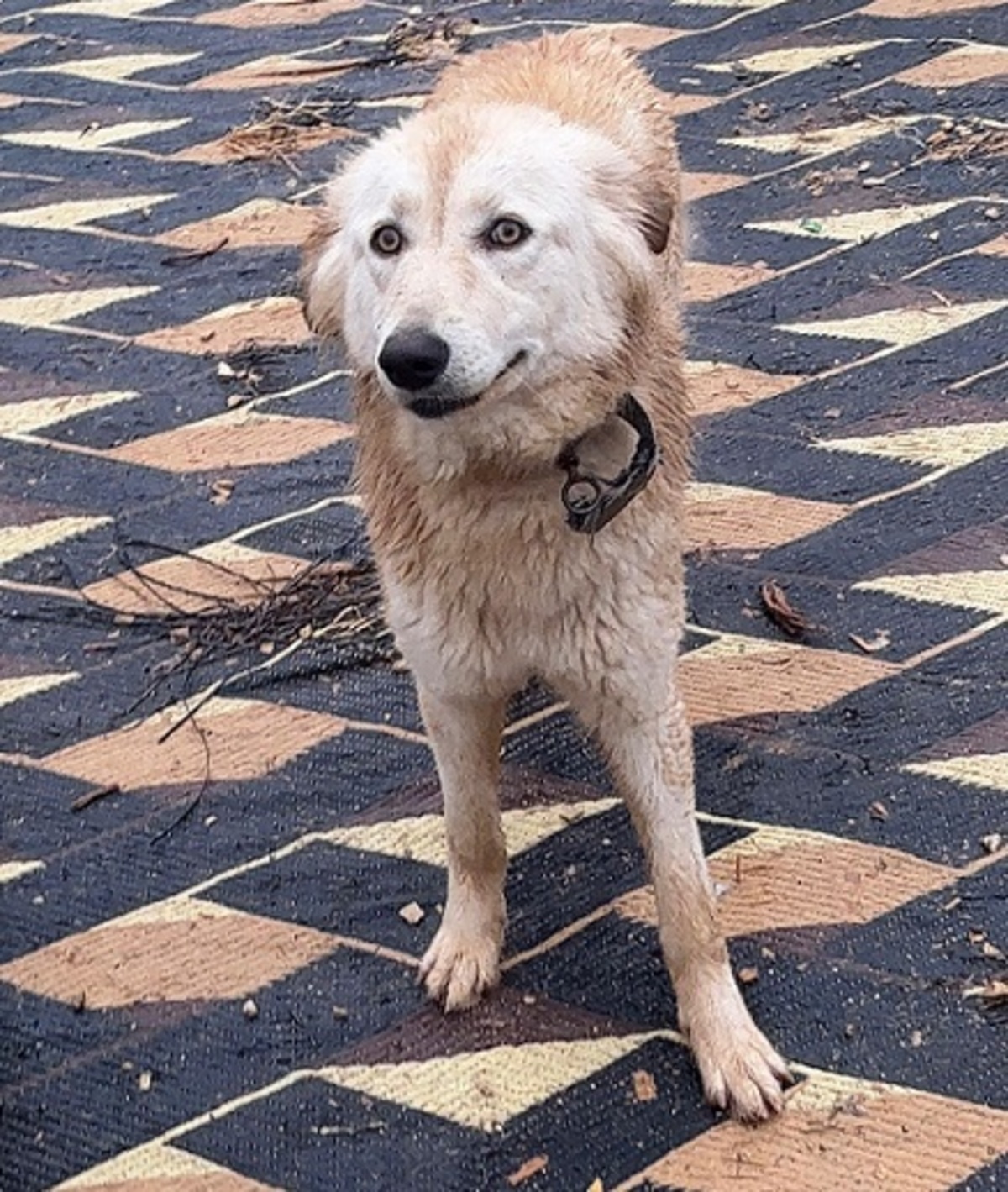 Adoption Izzy
