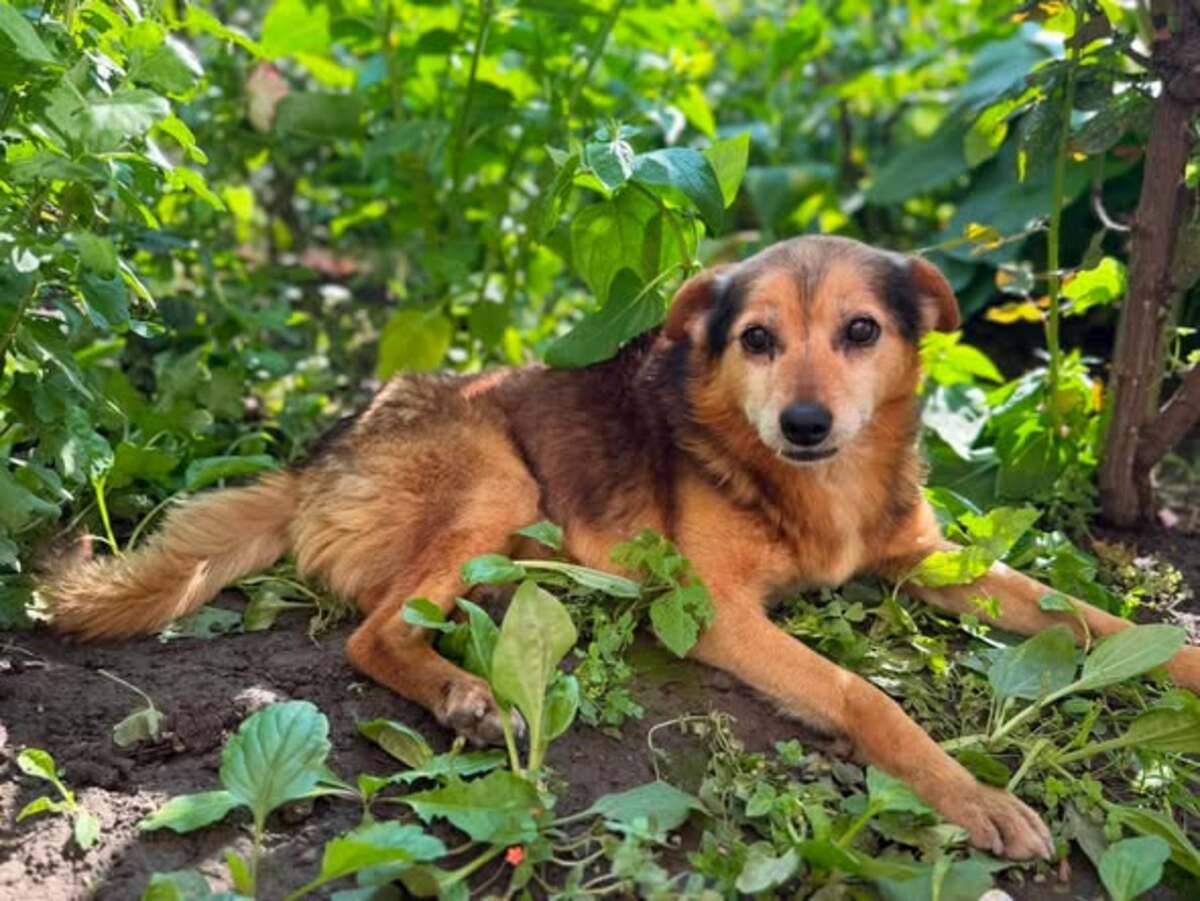 Adoption ALTAN