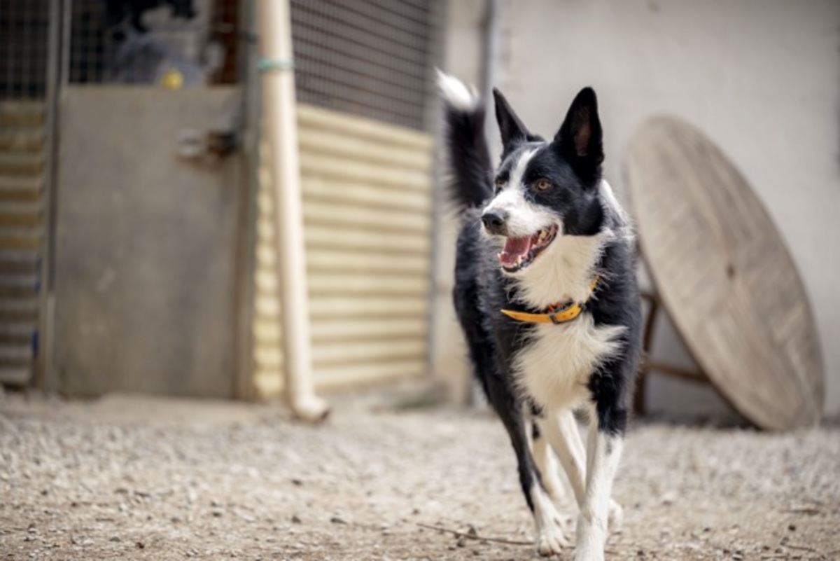 Adoption Paco