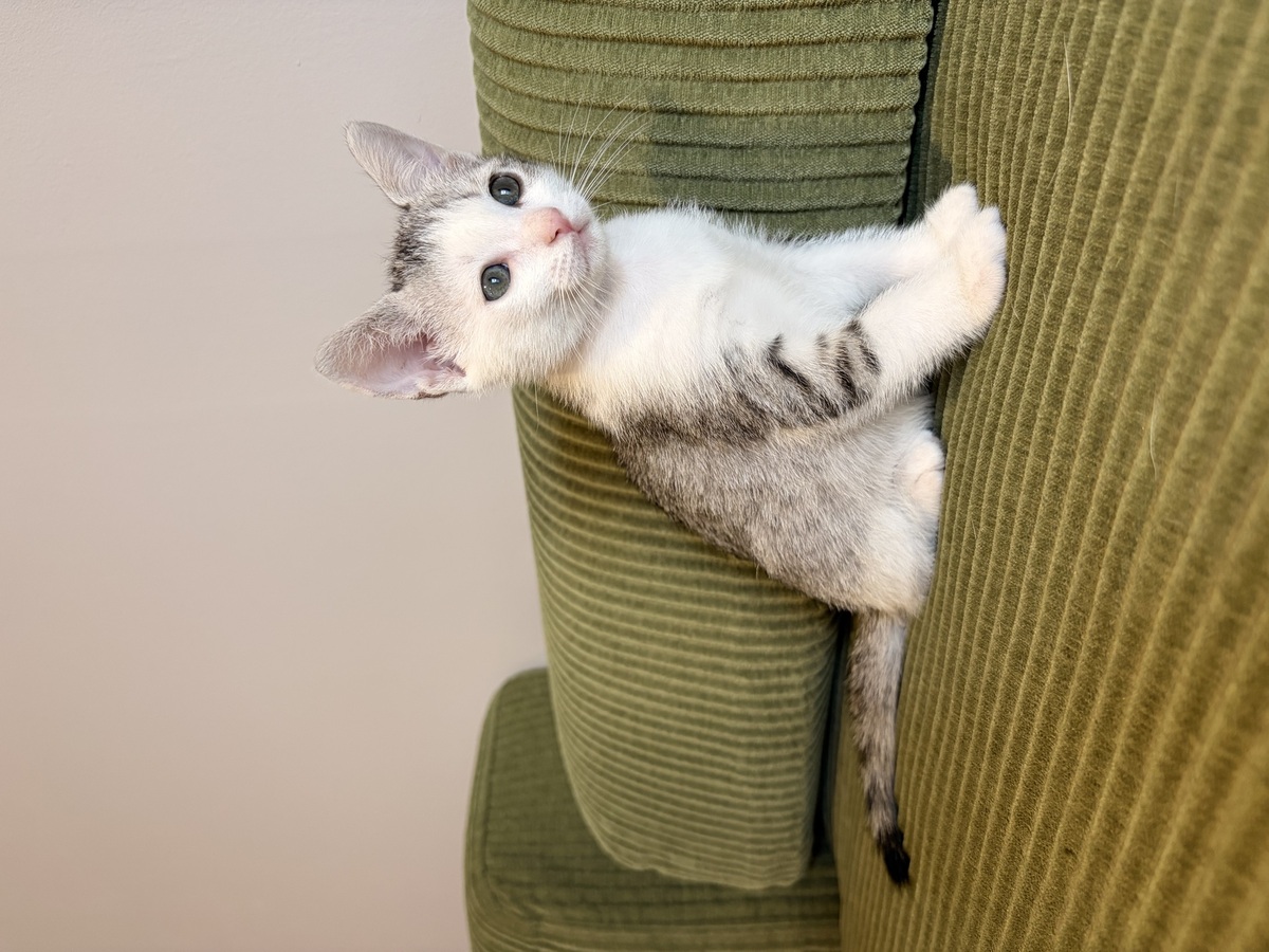 Adoption Tsuki