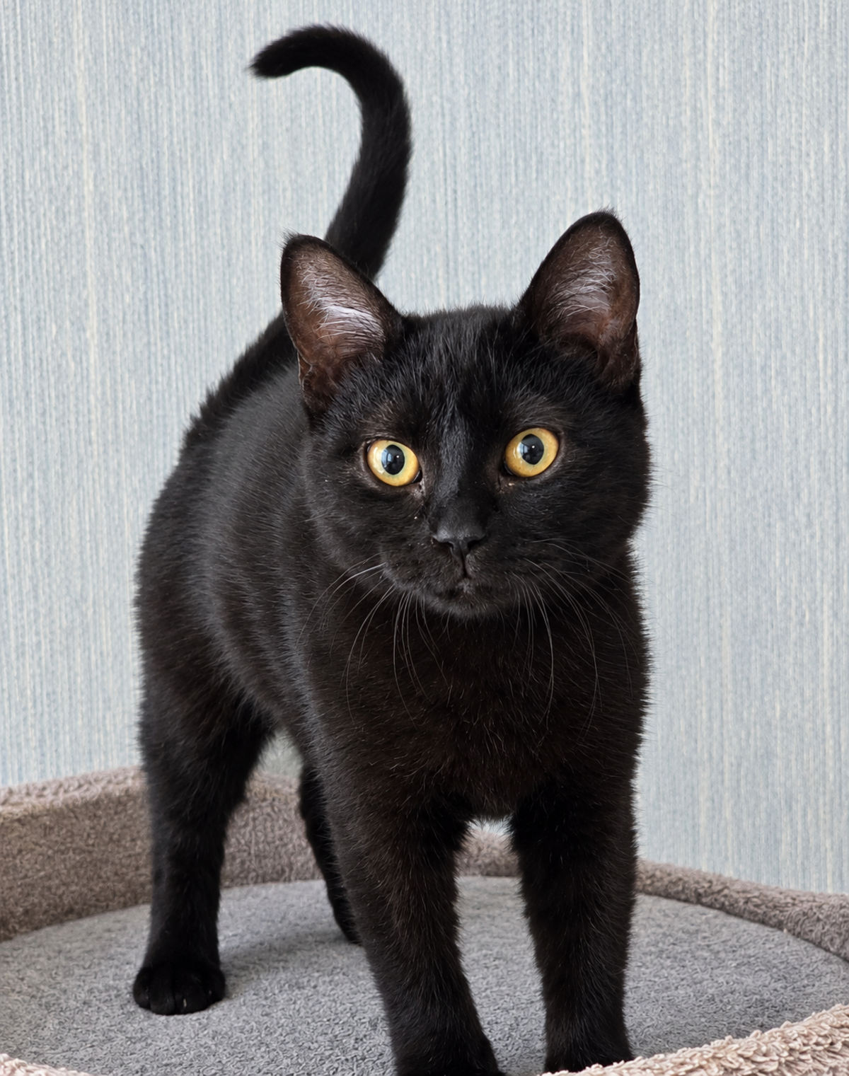 Adoption Goyave