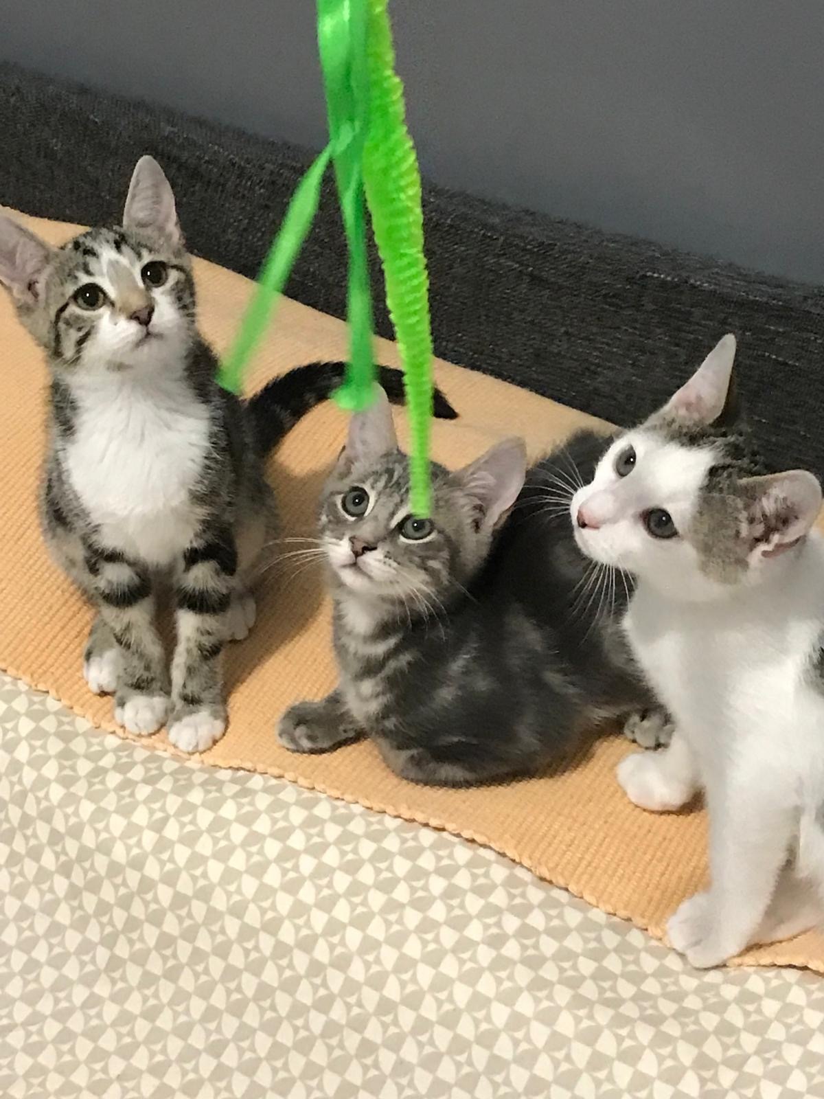 Adoption  Baila