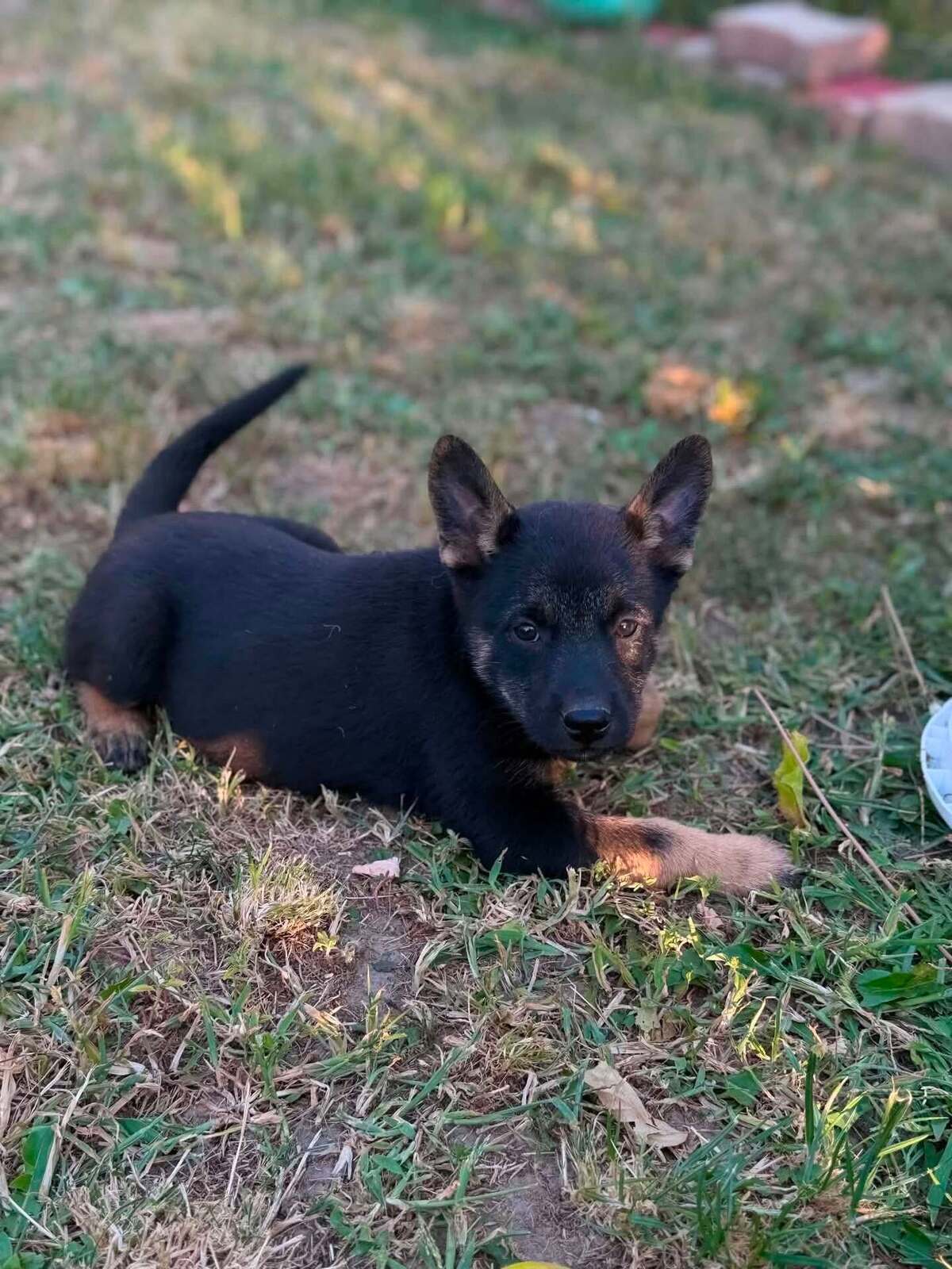 Adoption Cupcake