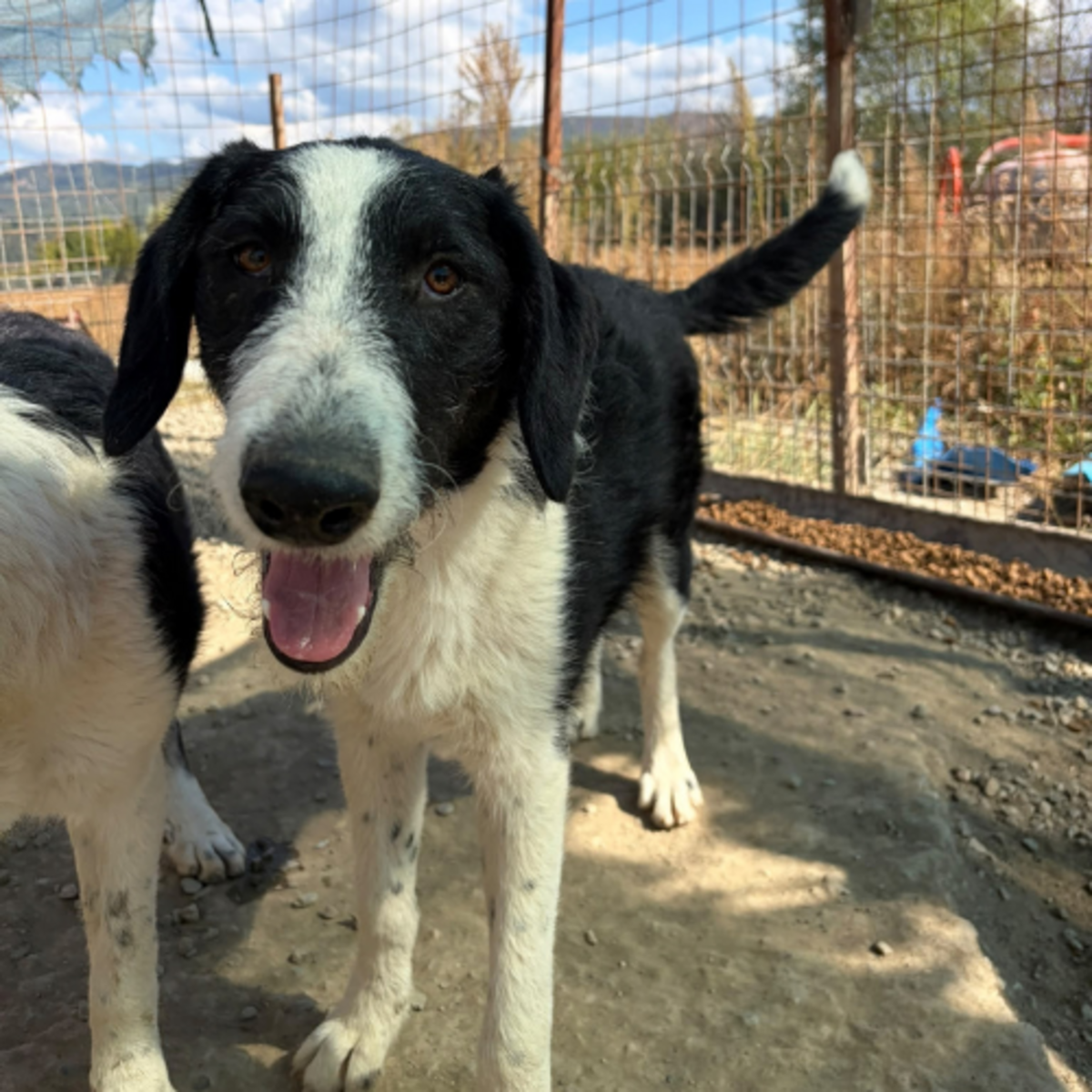 Adoption Meana