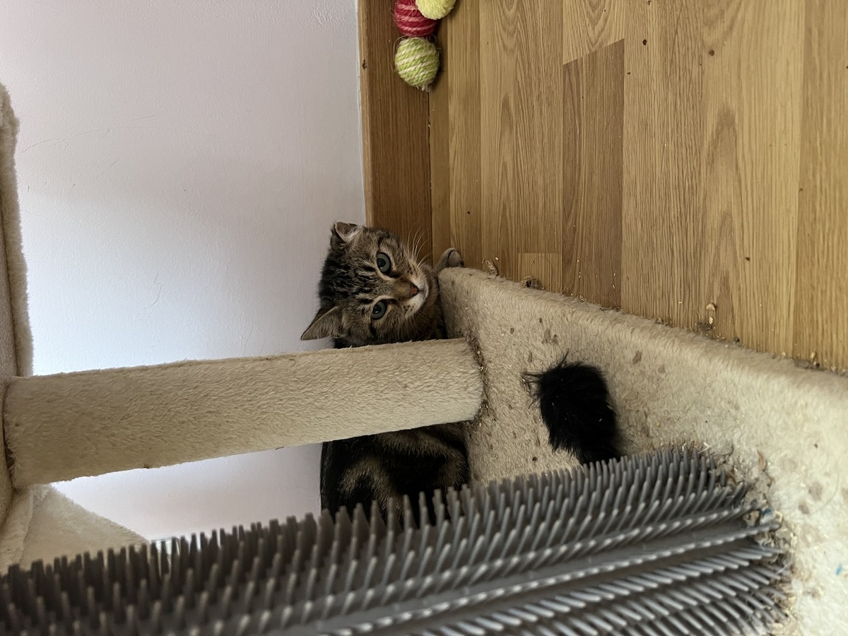 Adoption Isée