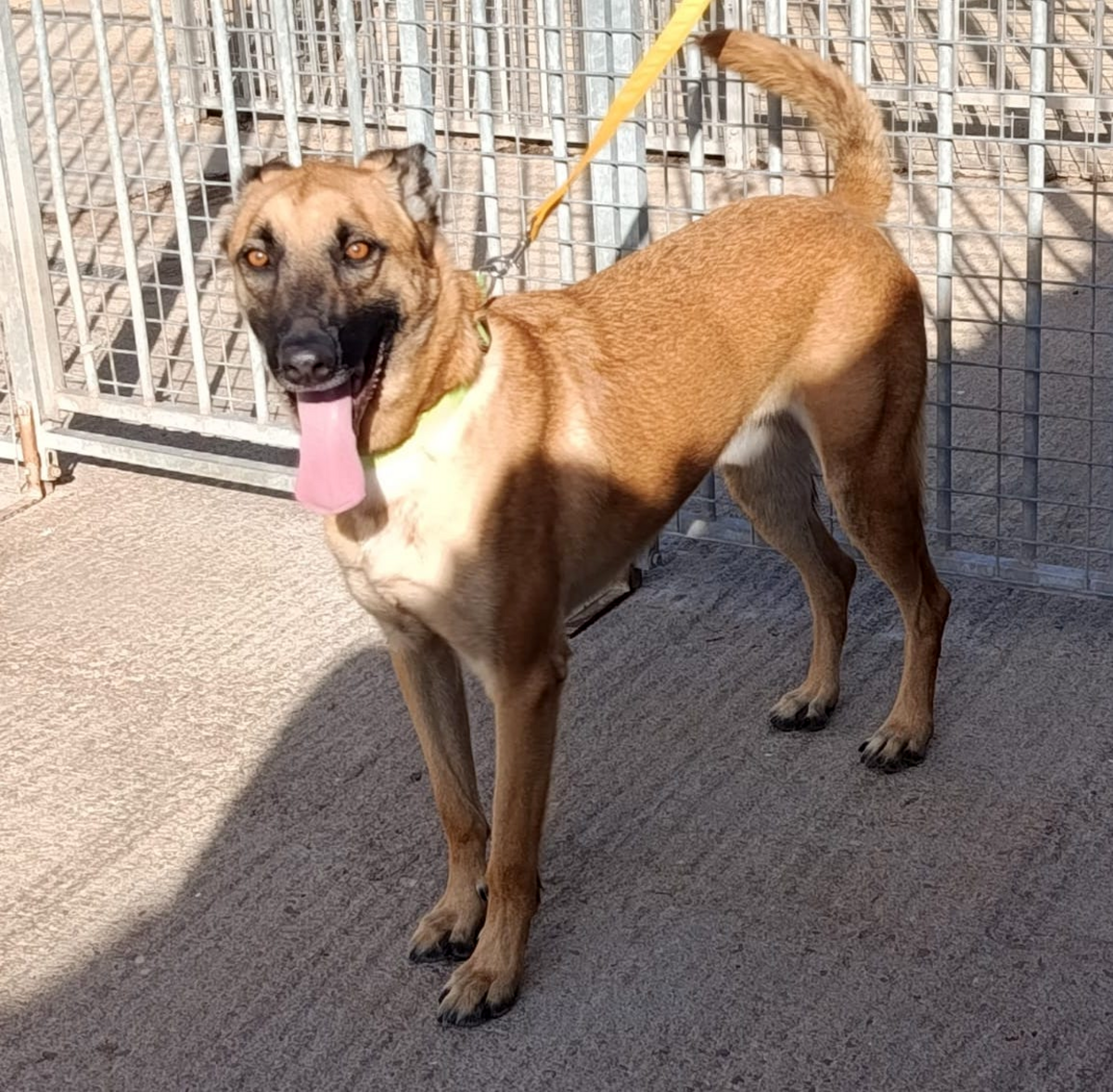 Adoption Ares