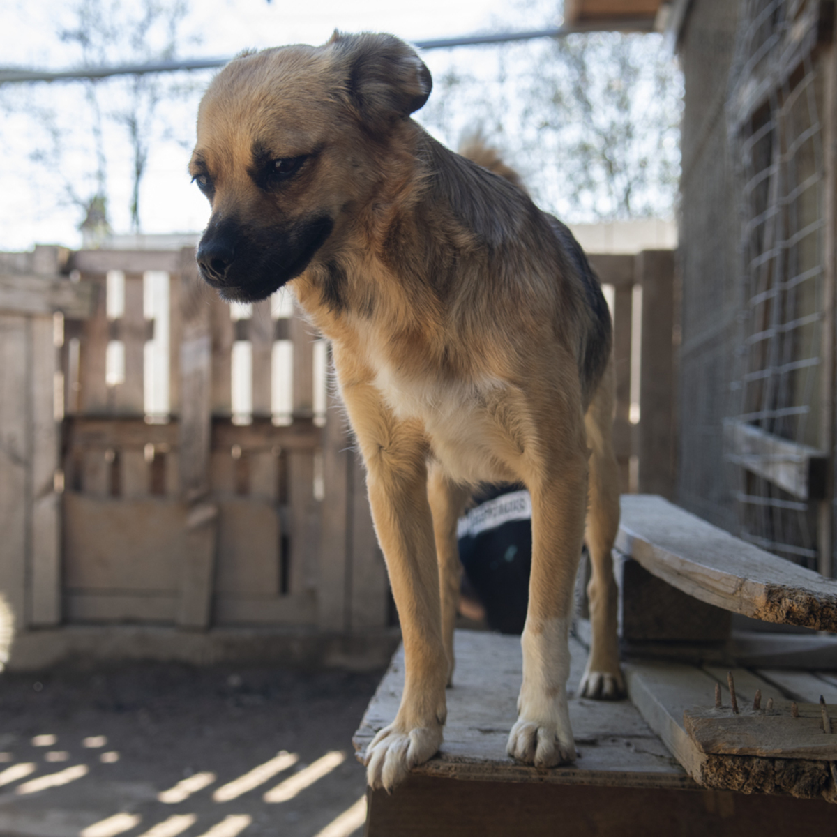 Adoption Latifa