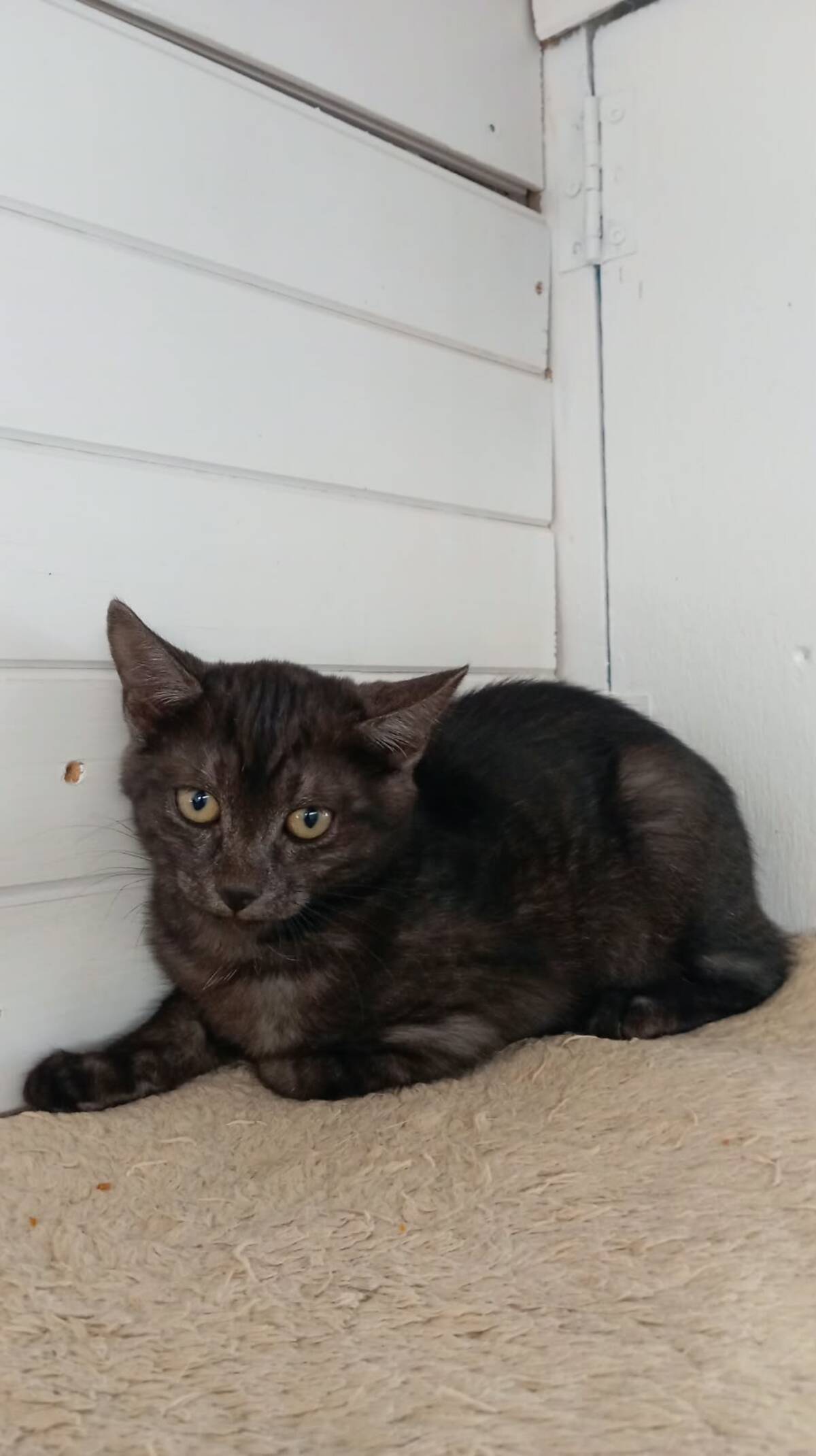Adoption Romeo