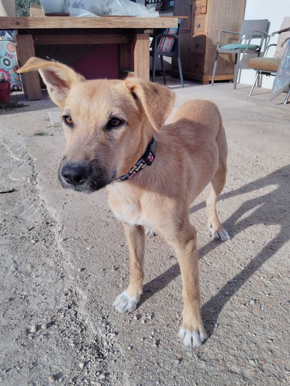 Adoption Cala