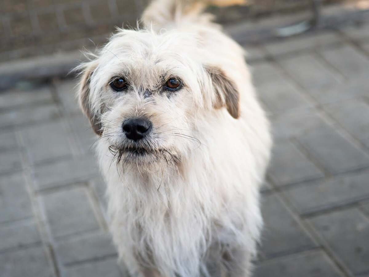 Adoption Florette
