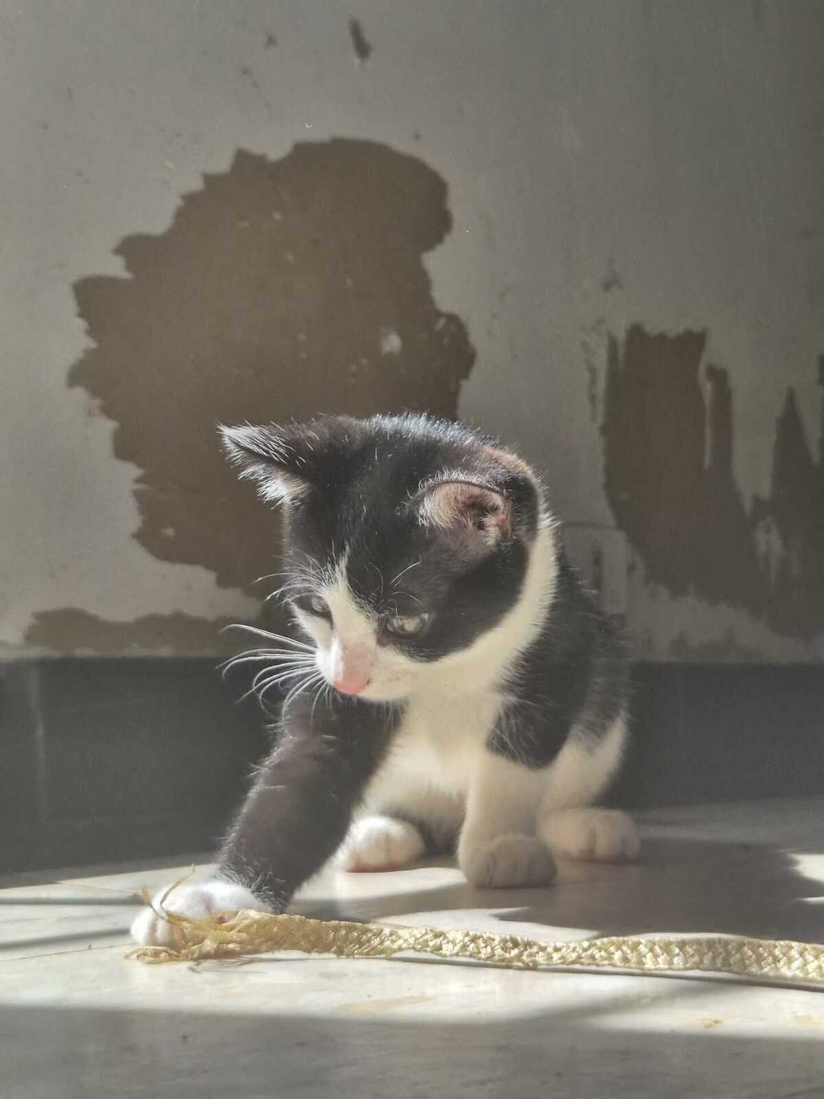 Adoption Shiny