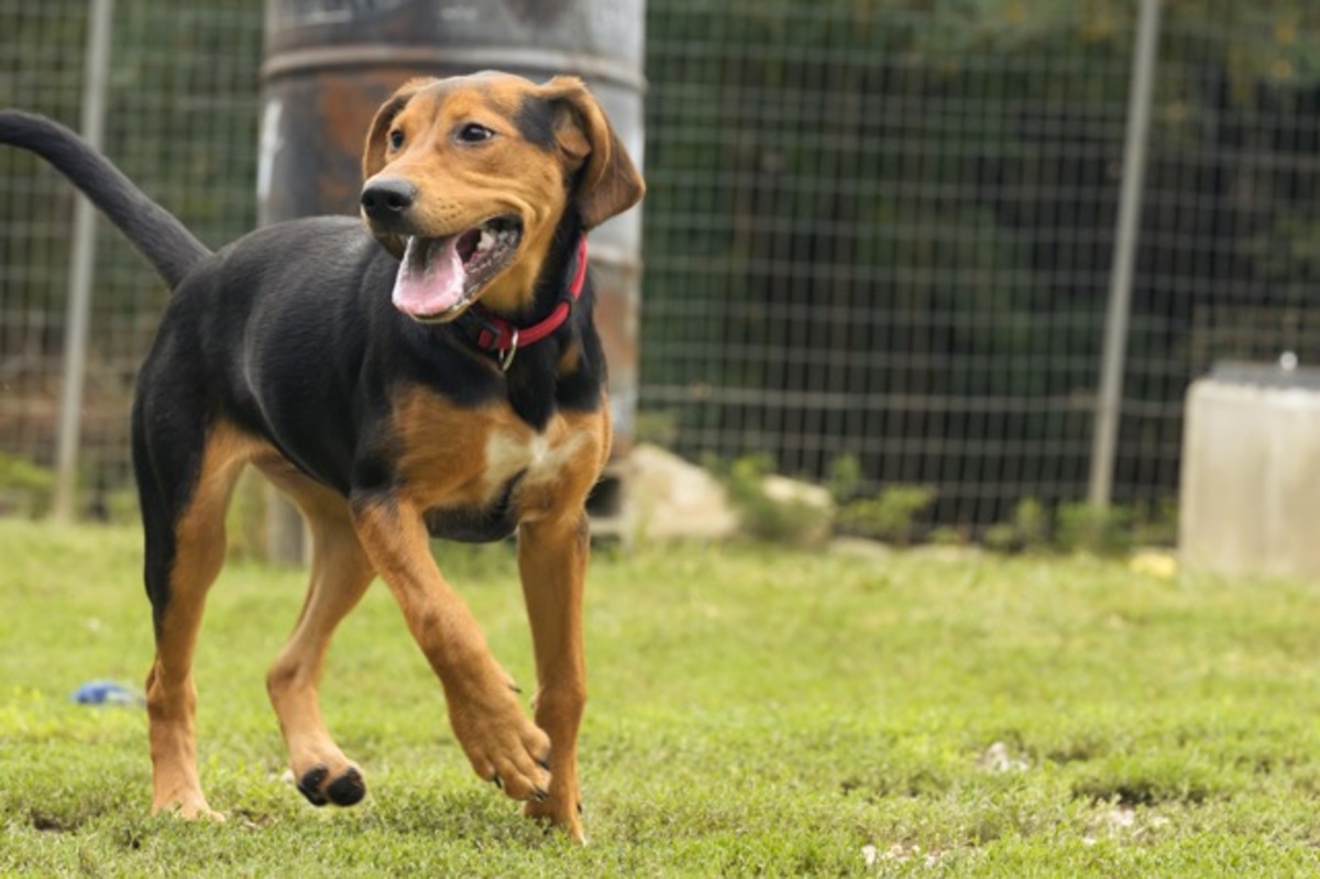 Adoption Louna