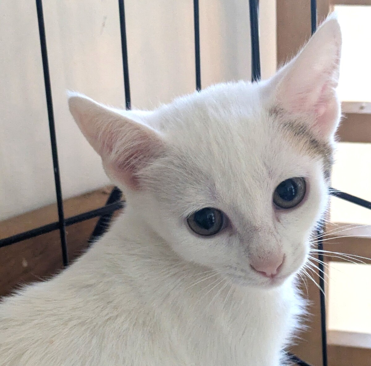 Adoption Belle