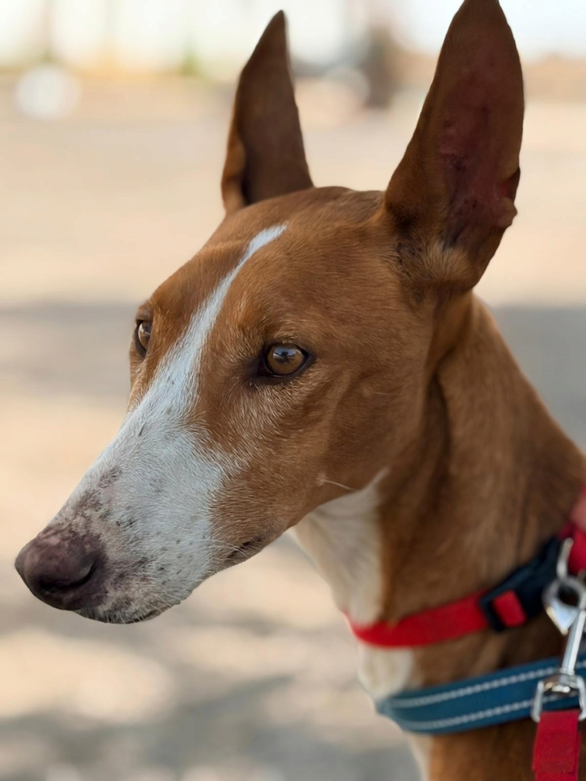 Adoption ibiza