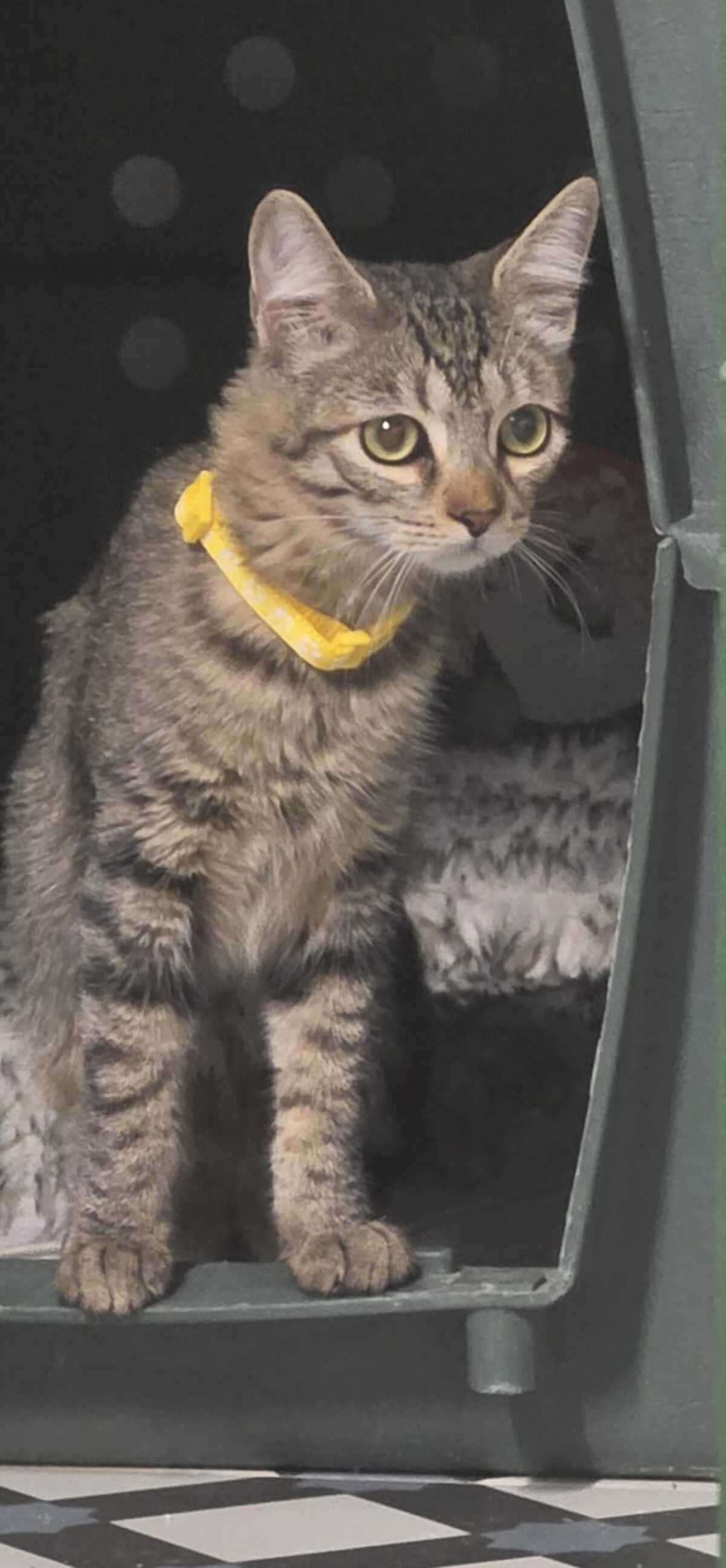 Adoption TITI