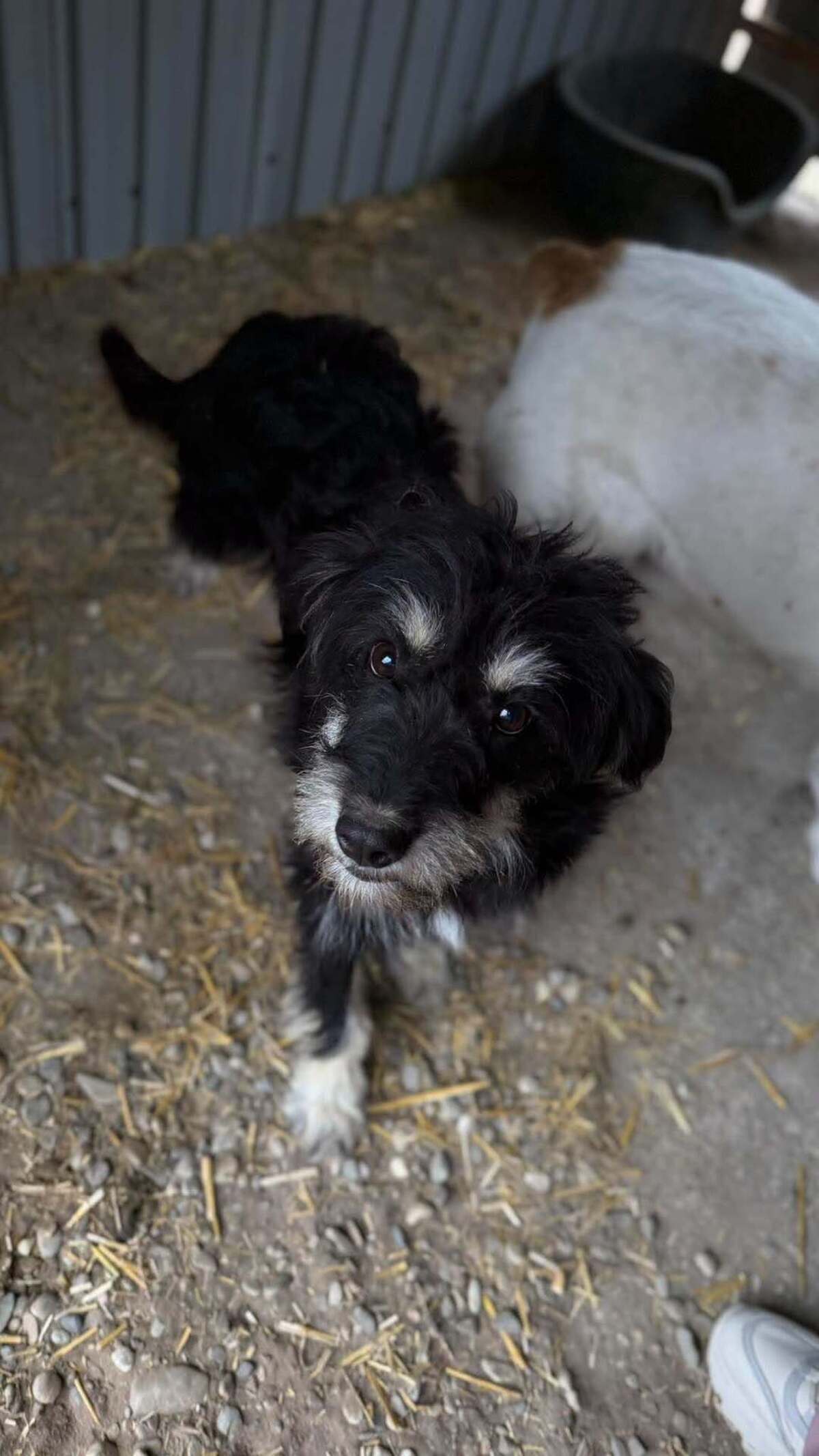 Adoption Oryn