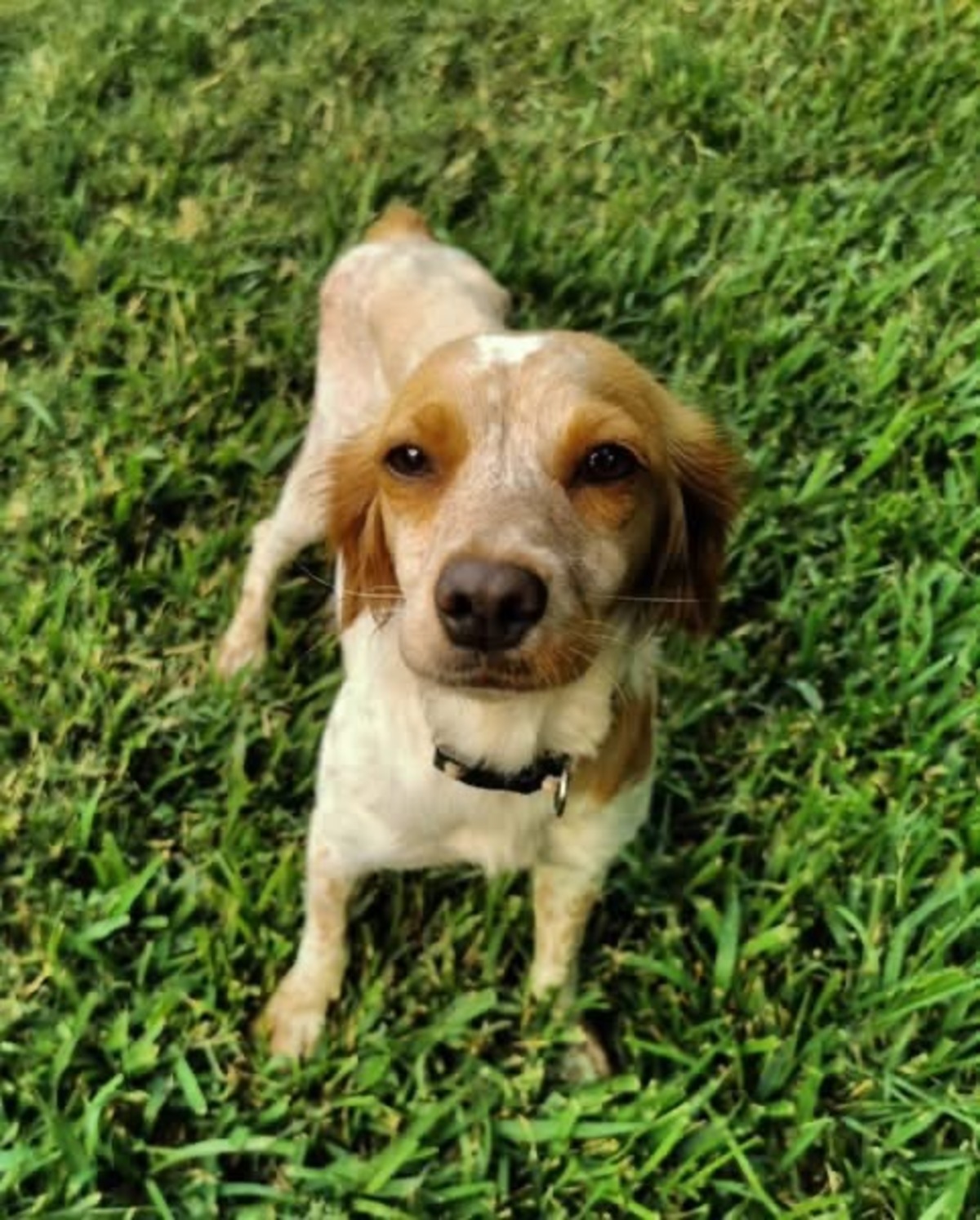 Adoption Poupette
