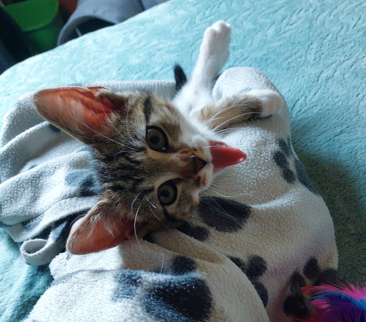 Adoption Brien