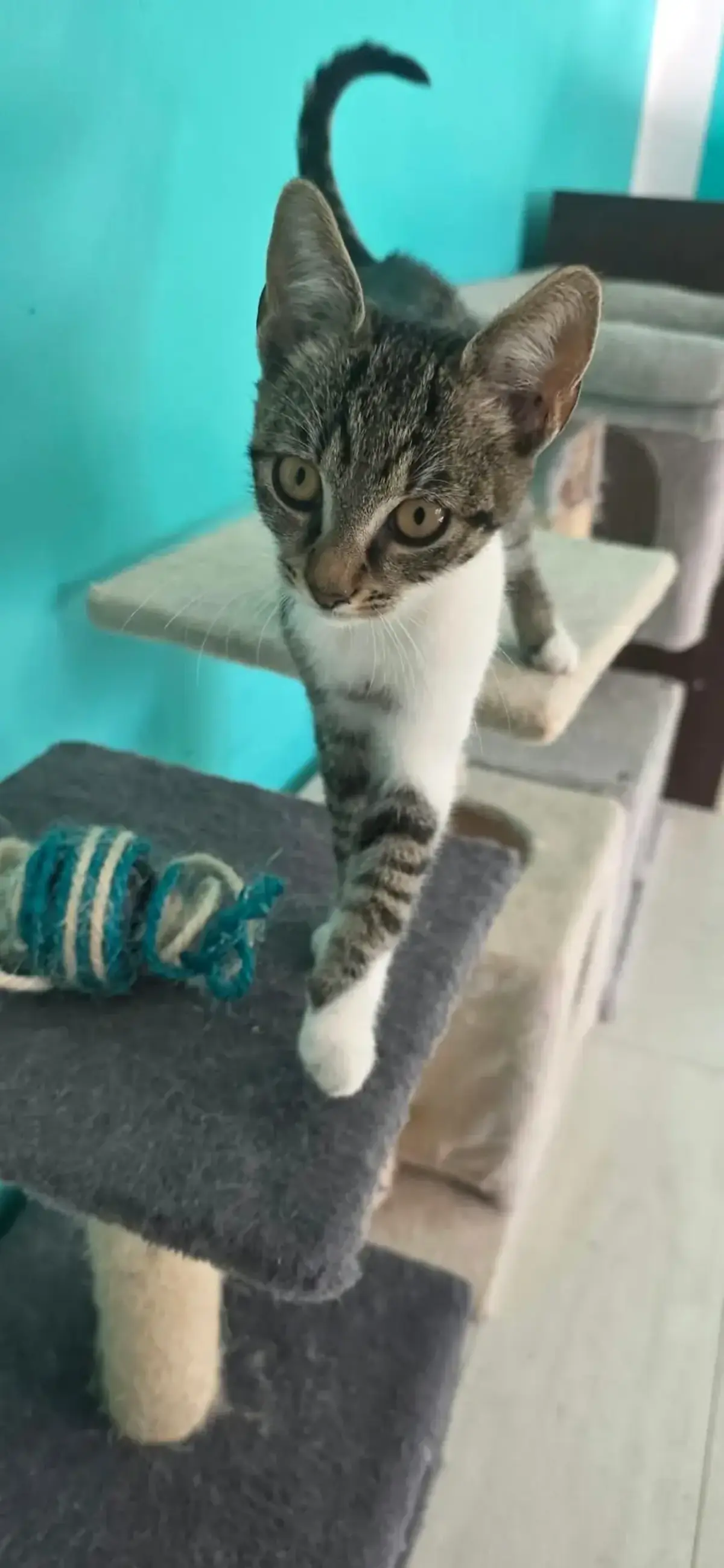 Adoption Fumy