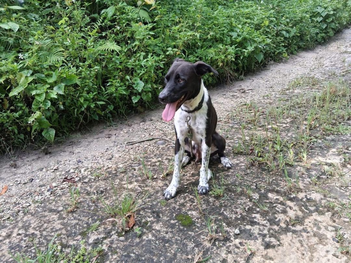Adoption Zelie