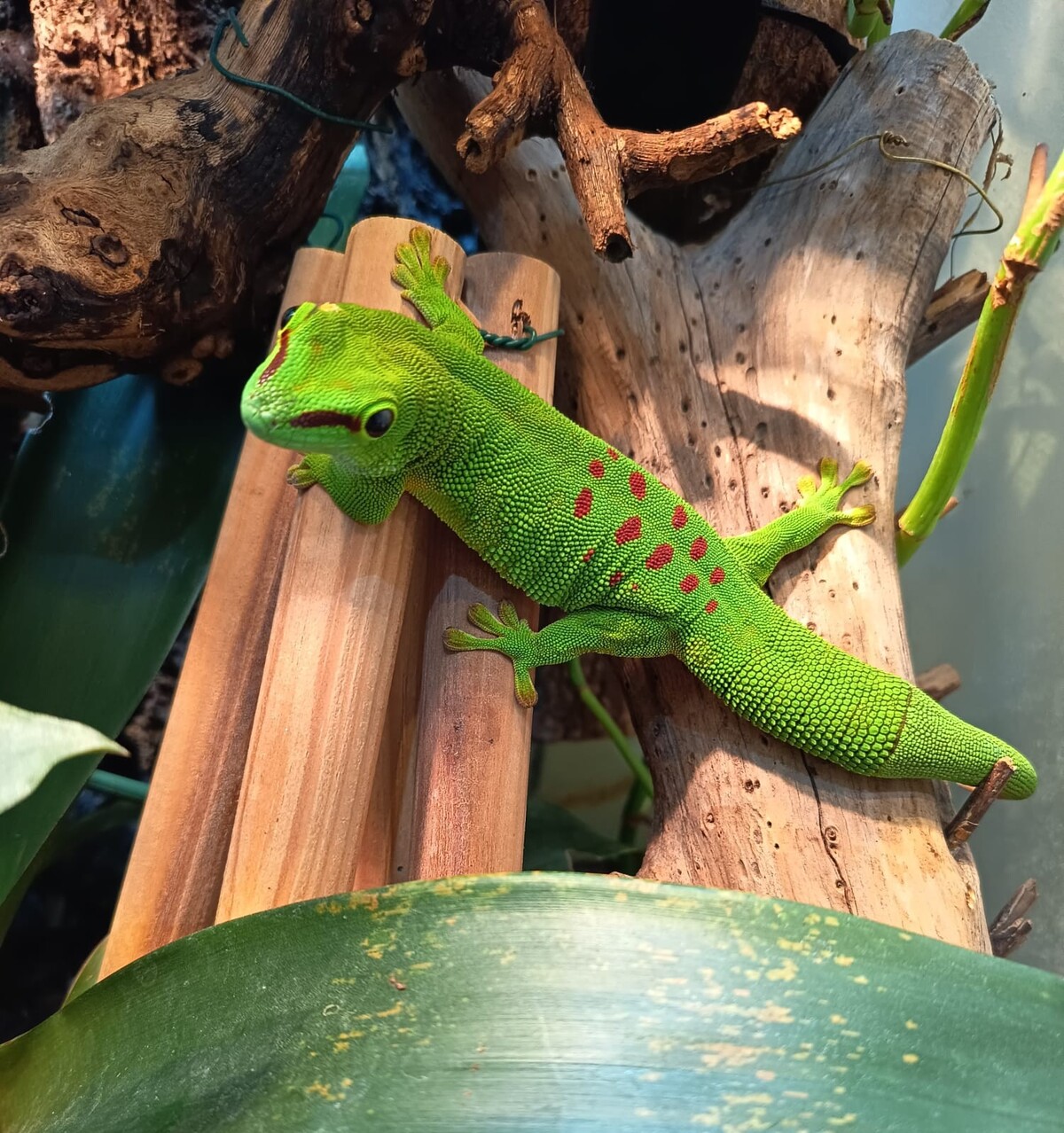 Adoption Zoom