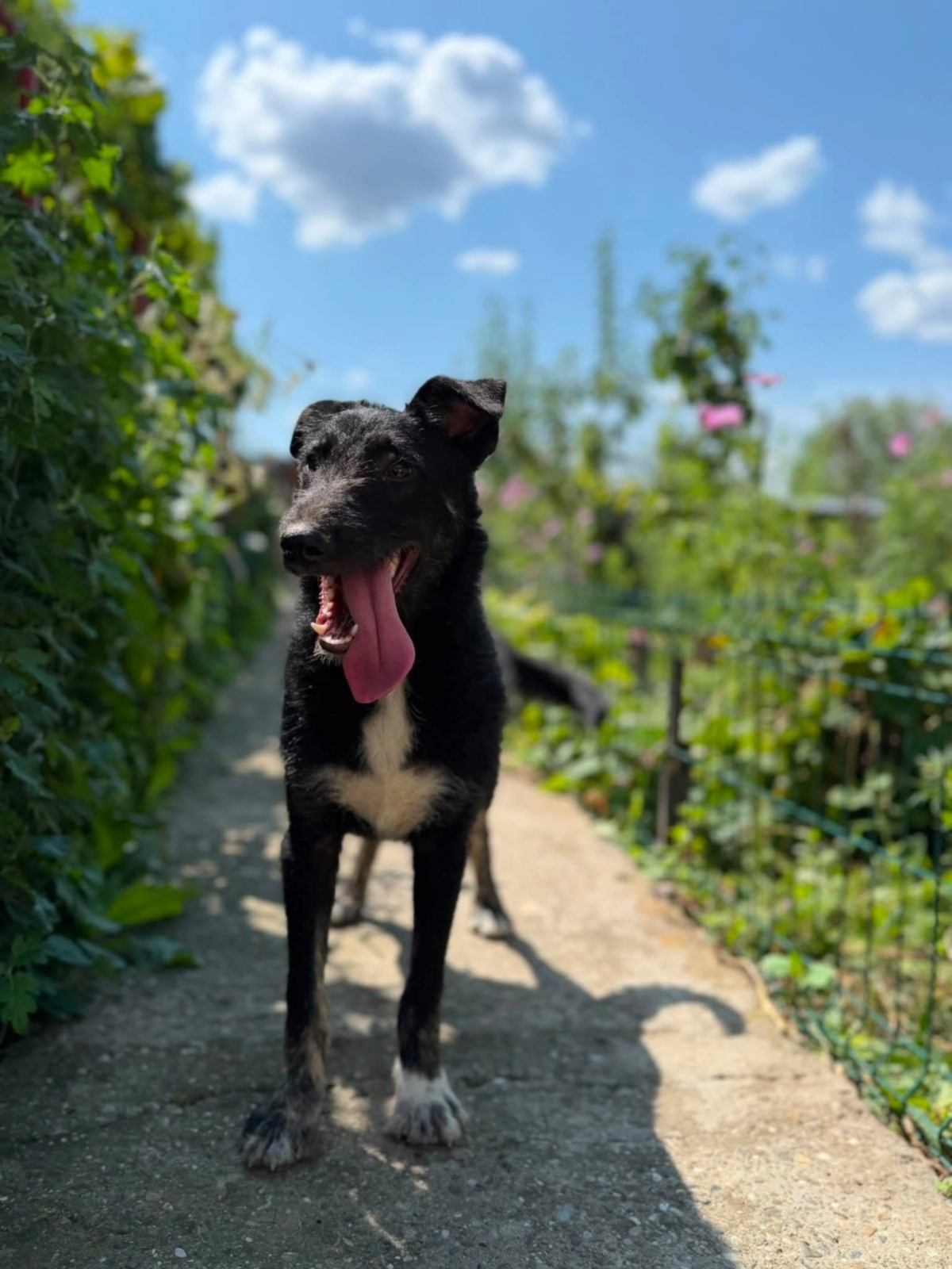 Adoption GRIBOUILLE