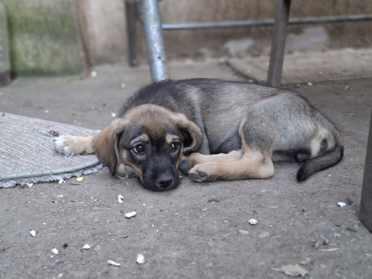 Adoption Enola