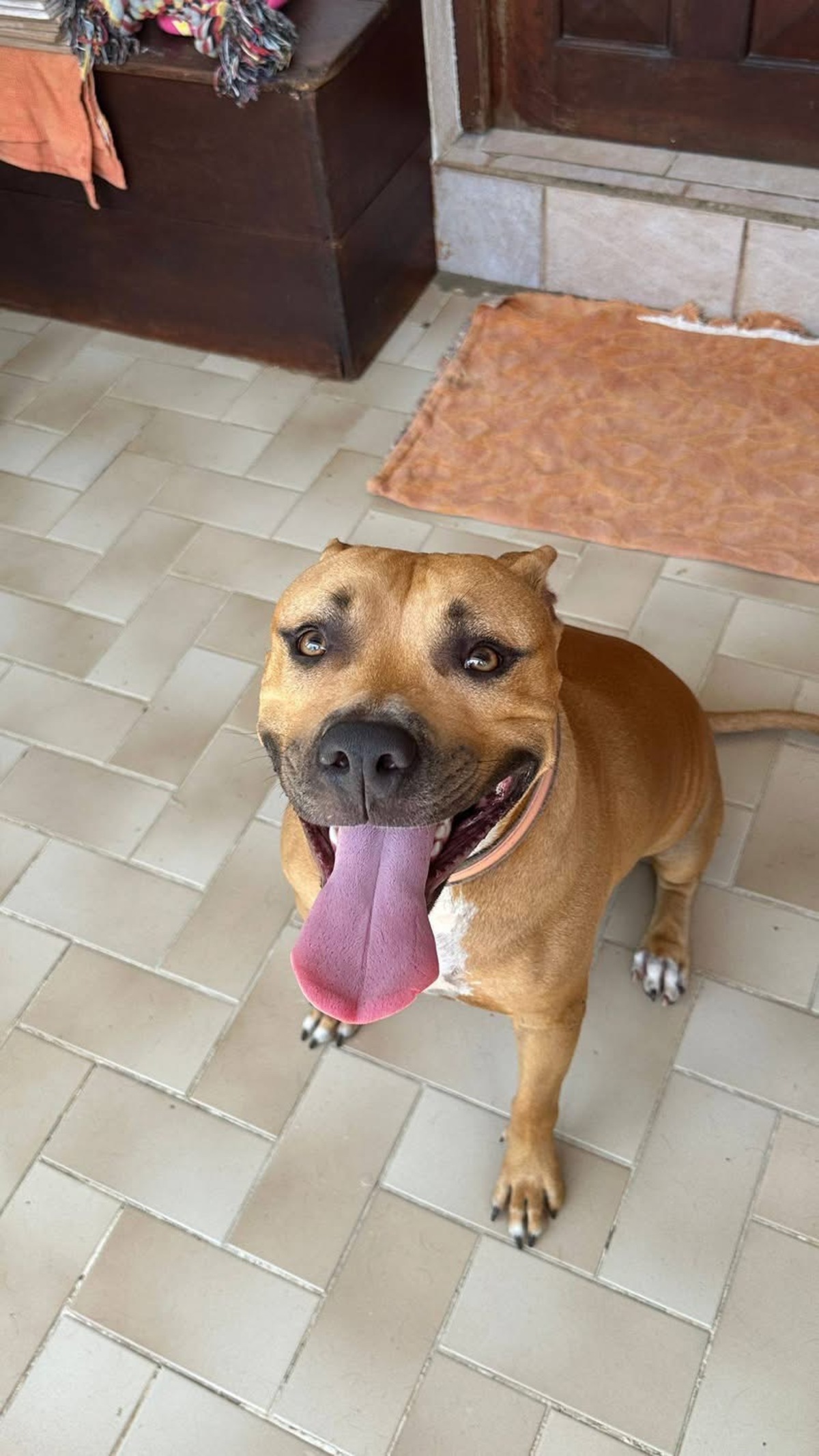 Adoption Omy