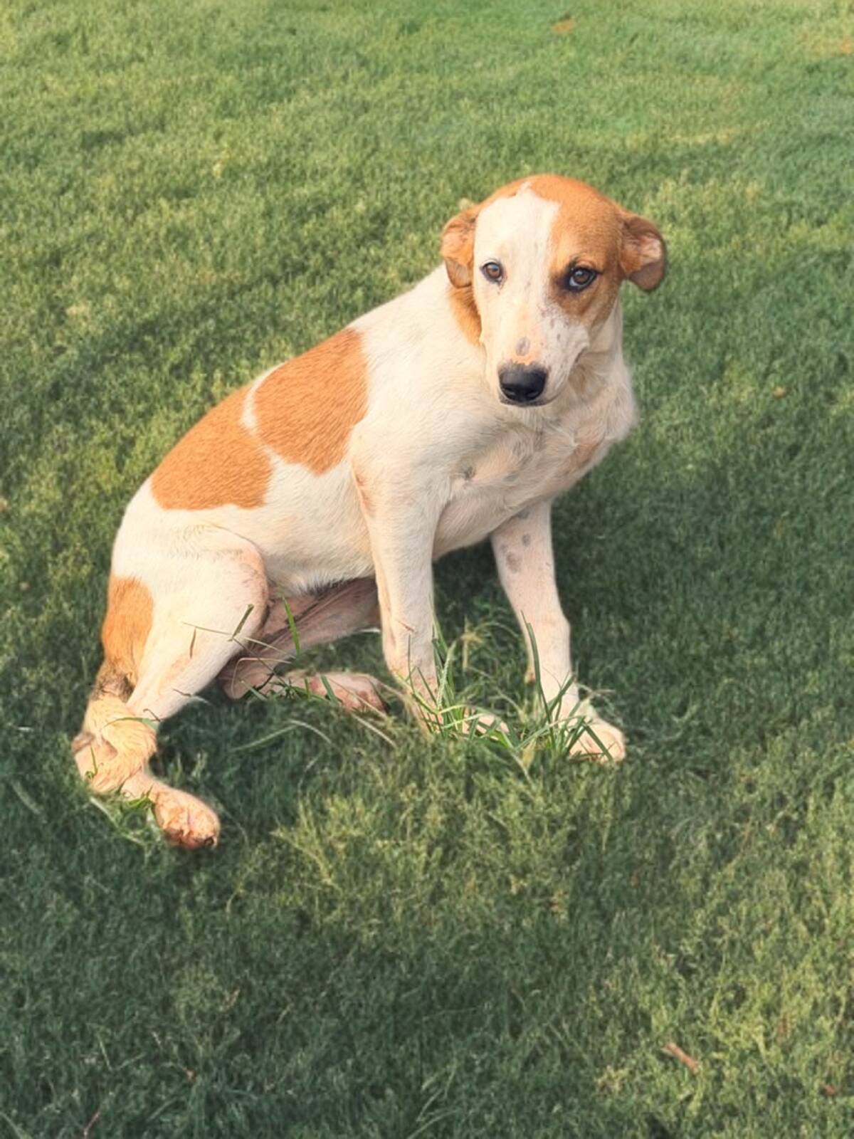 Adoption Savea