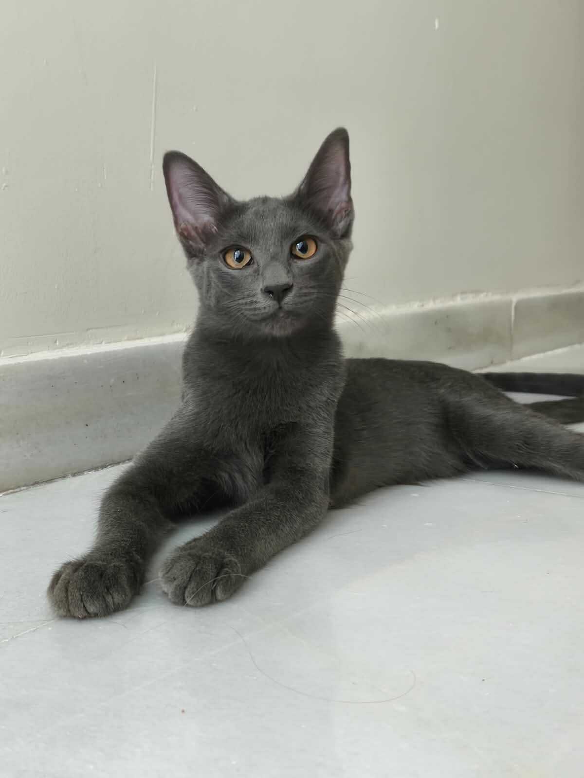 Adoption Tirsa