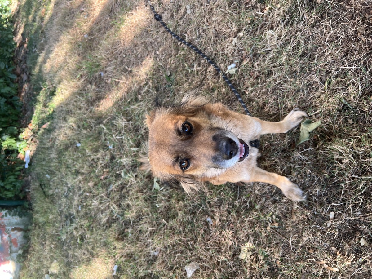Adoption Bloom