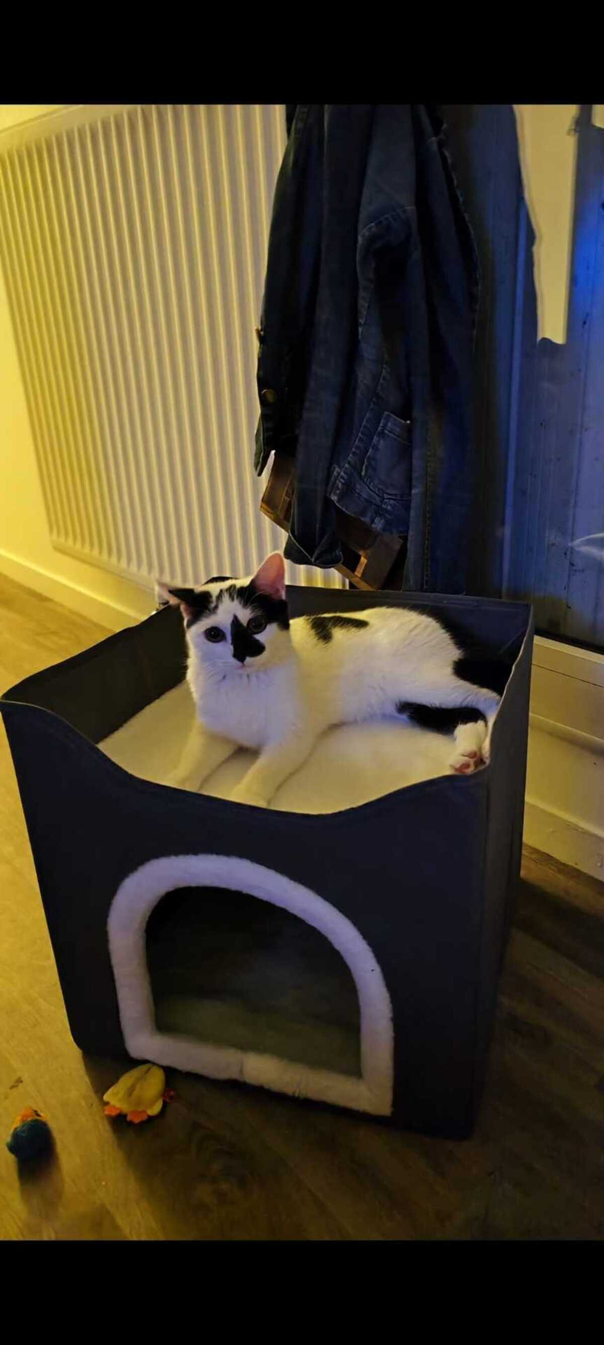 Adoption Kimy