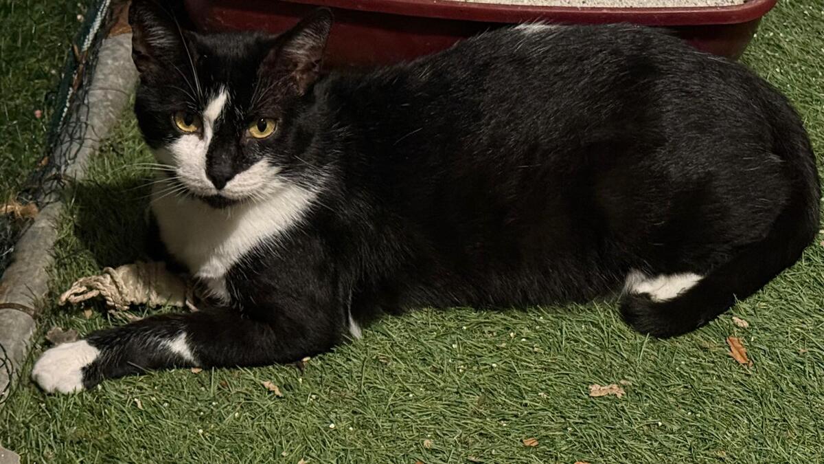 Adoption Bouty