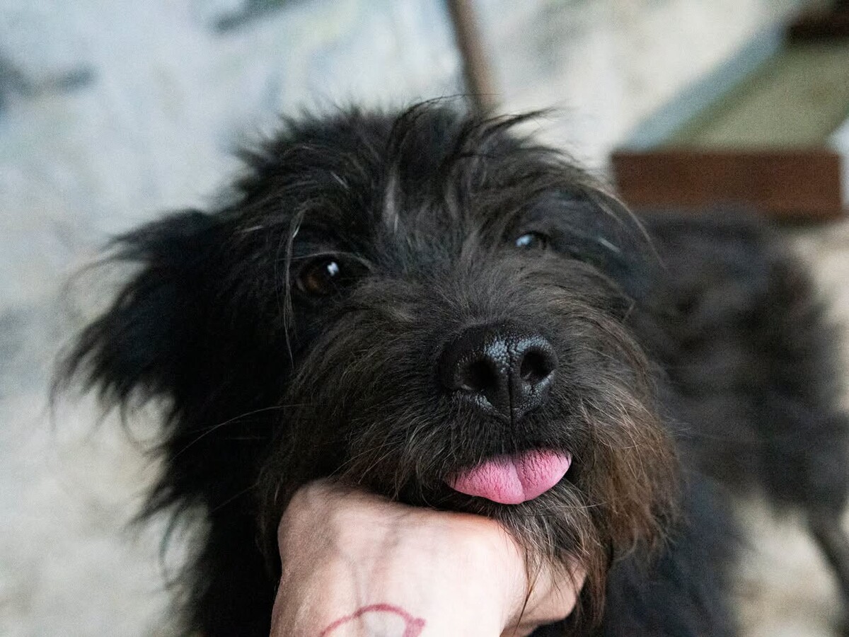 Adoption Rita