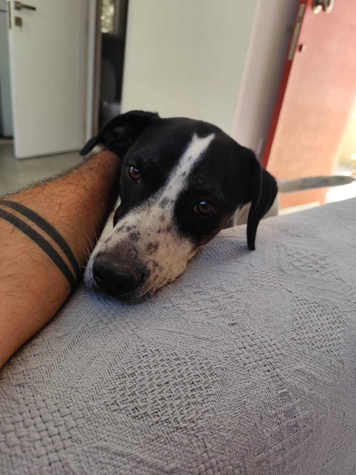 Adoption Louis