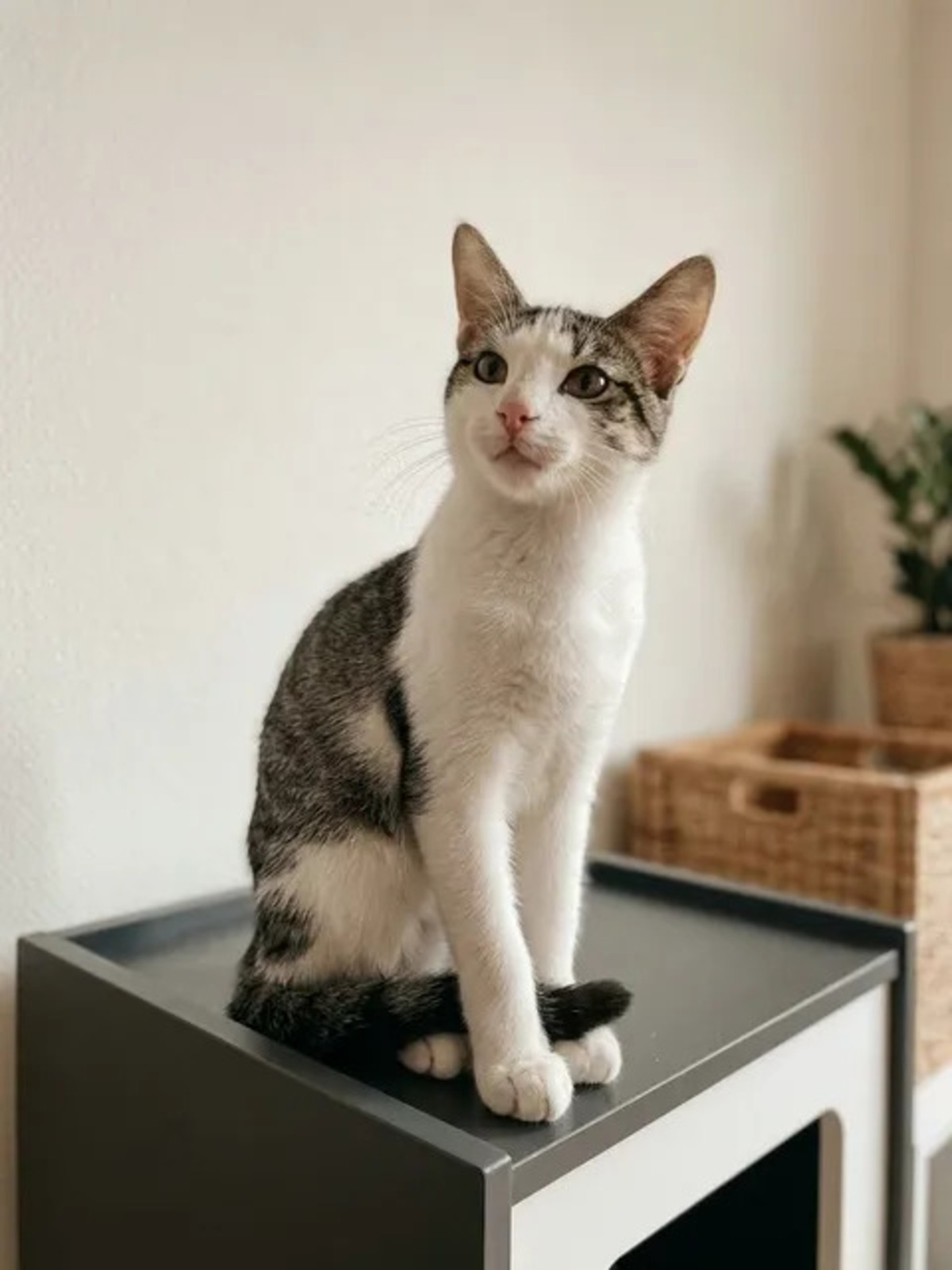 Adoption Jimmy