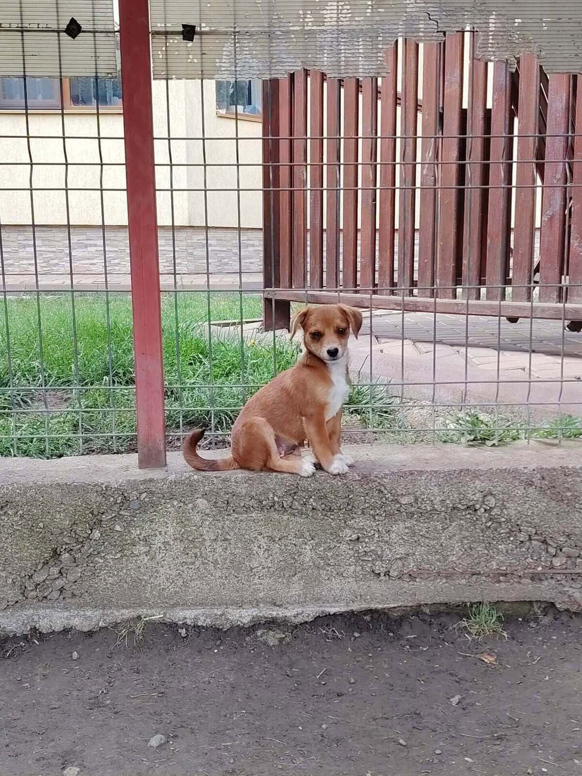 Adoption Shizen