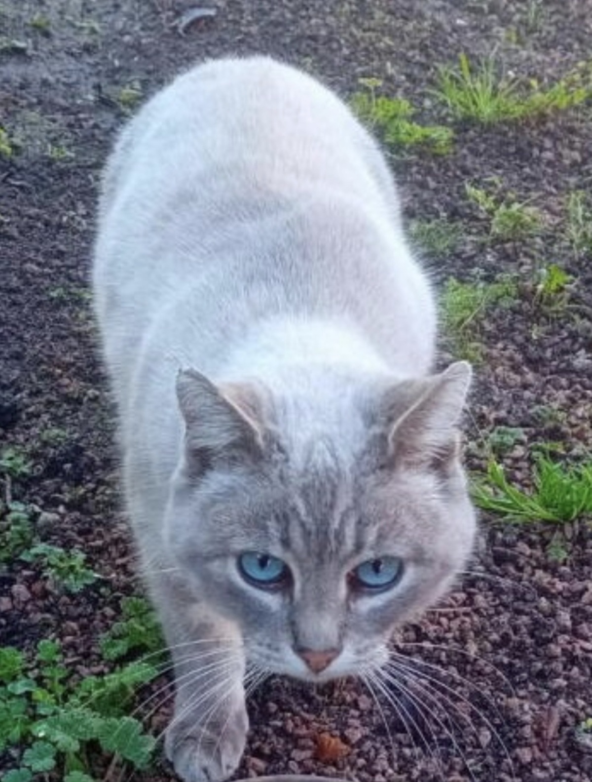Adoption BIBOU