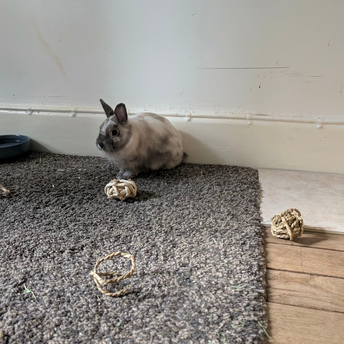 Adoption Alfred