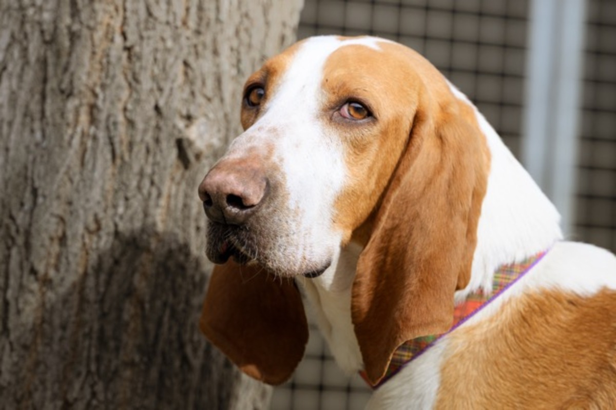 Adoption Ruben