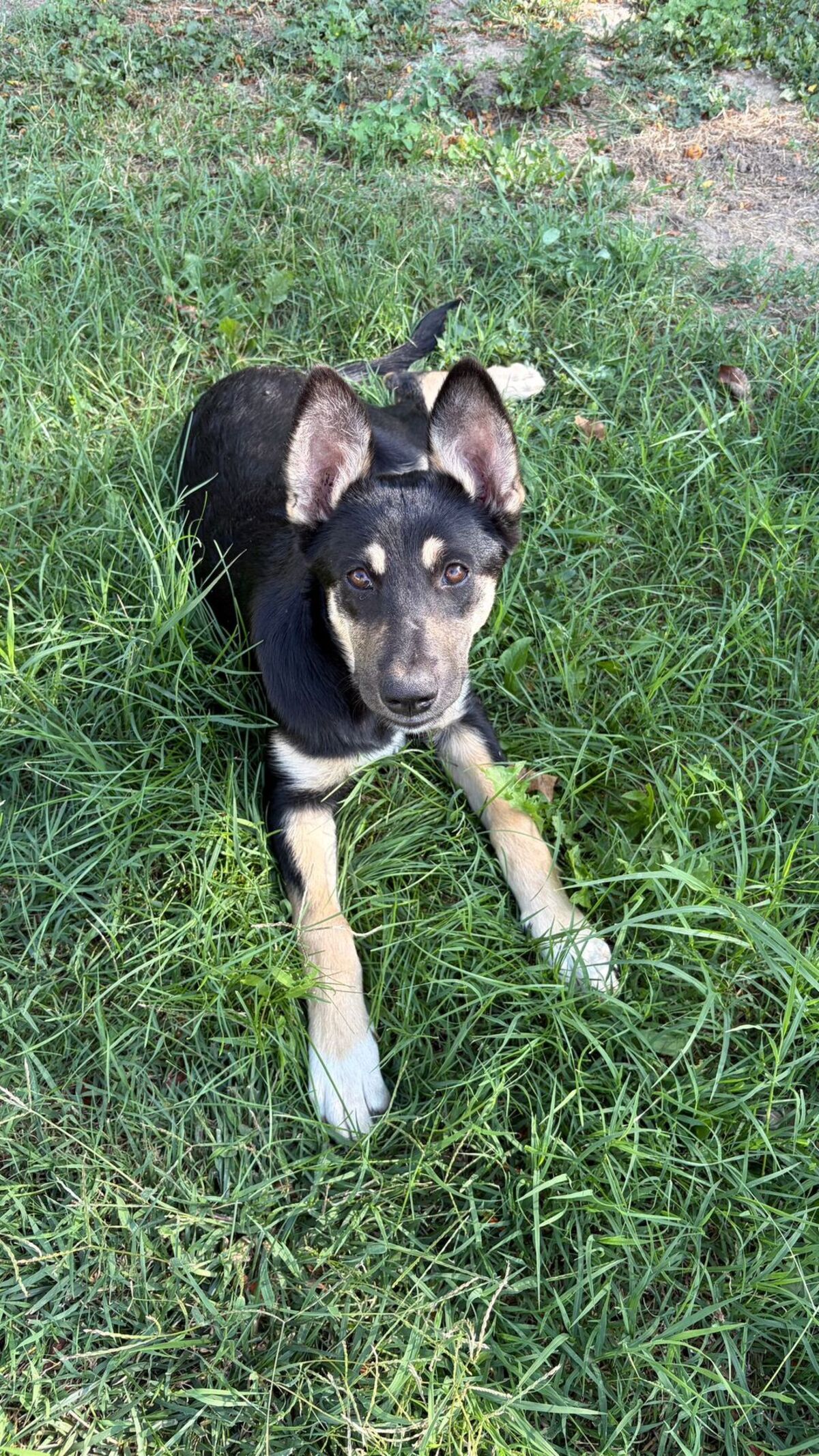 Adoption Lessie