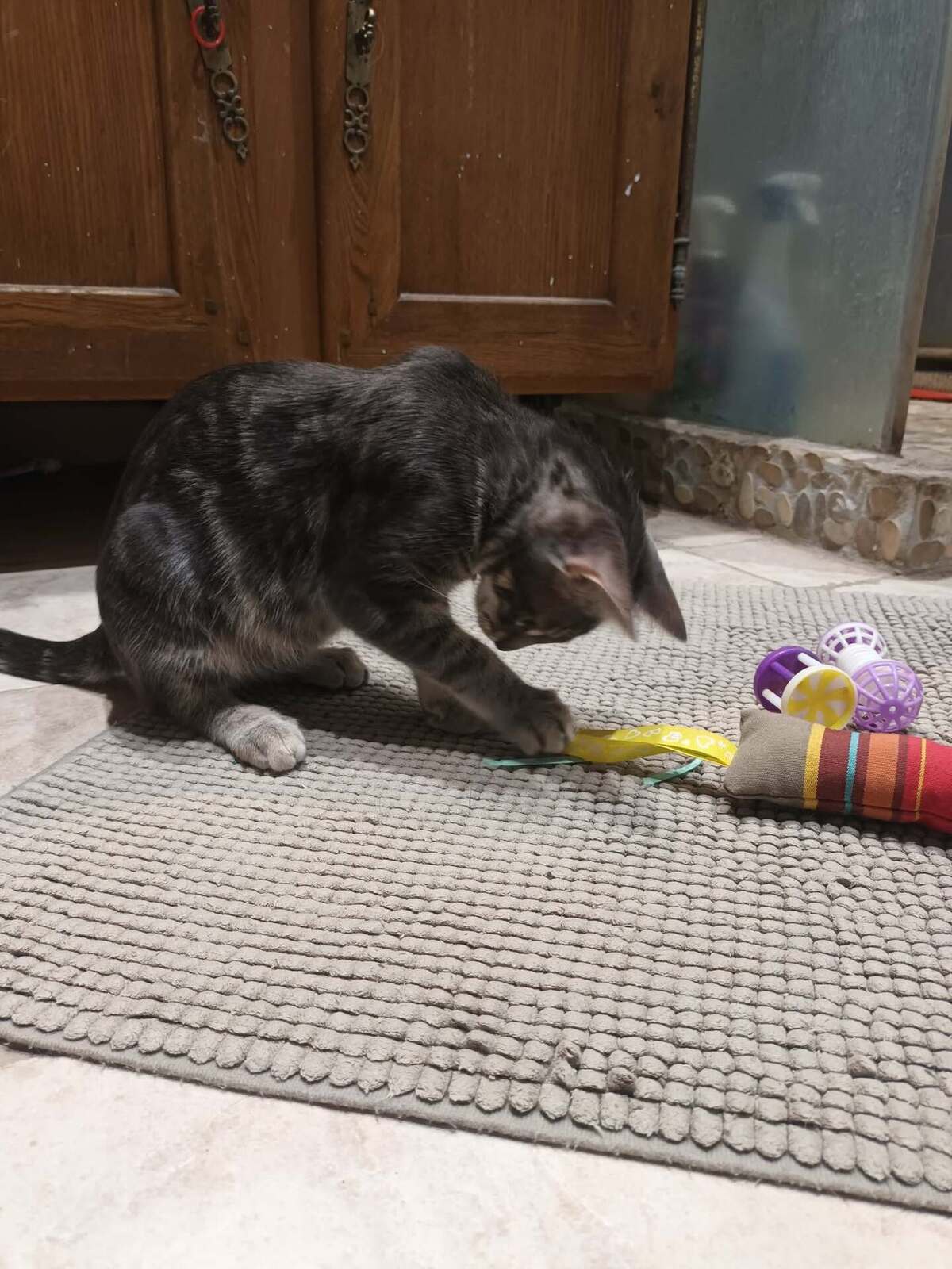 Adoption JULES
