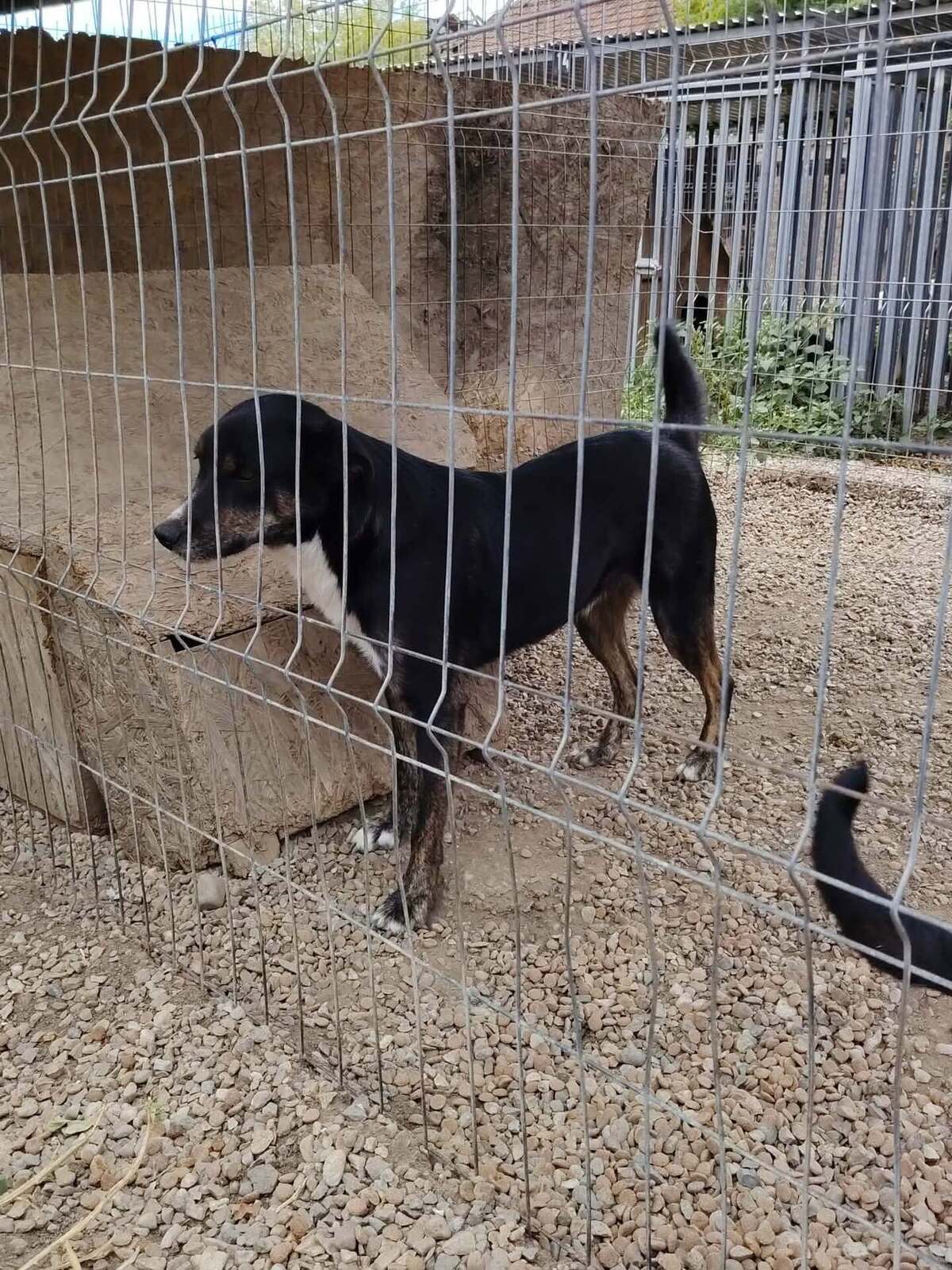 Adoption Eloan