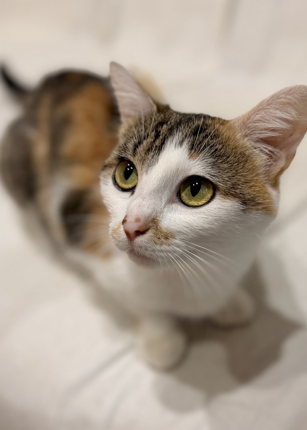 Adoption Duo Vega Hazz