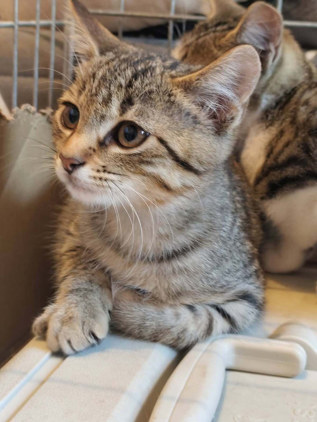 Adoption Brise