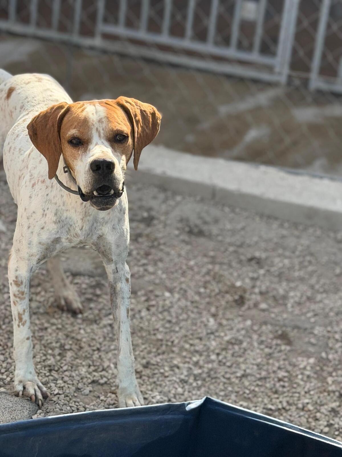 Adoption Thor