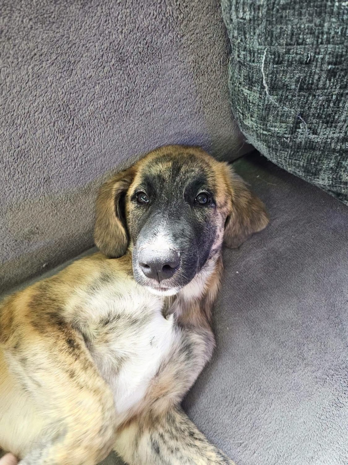 Adoption Amael
