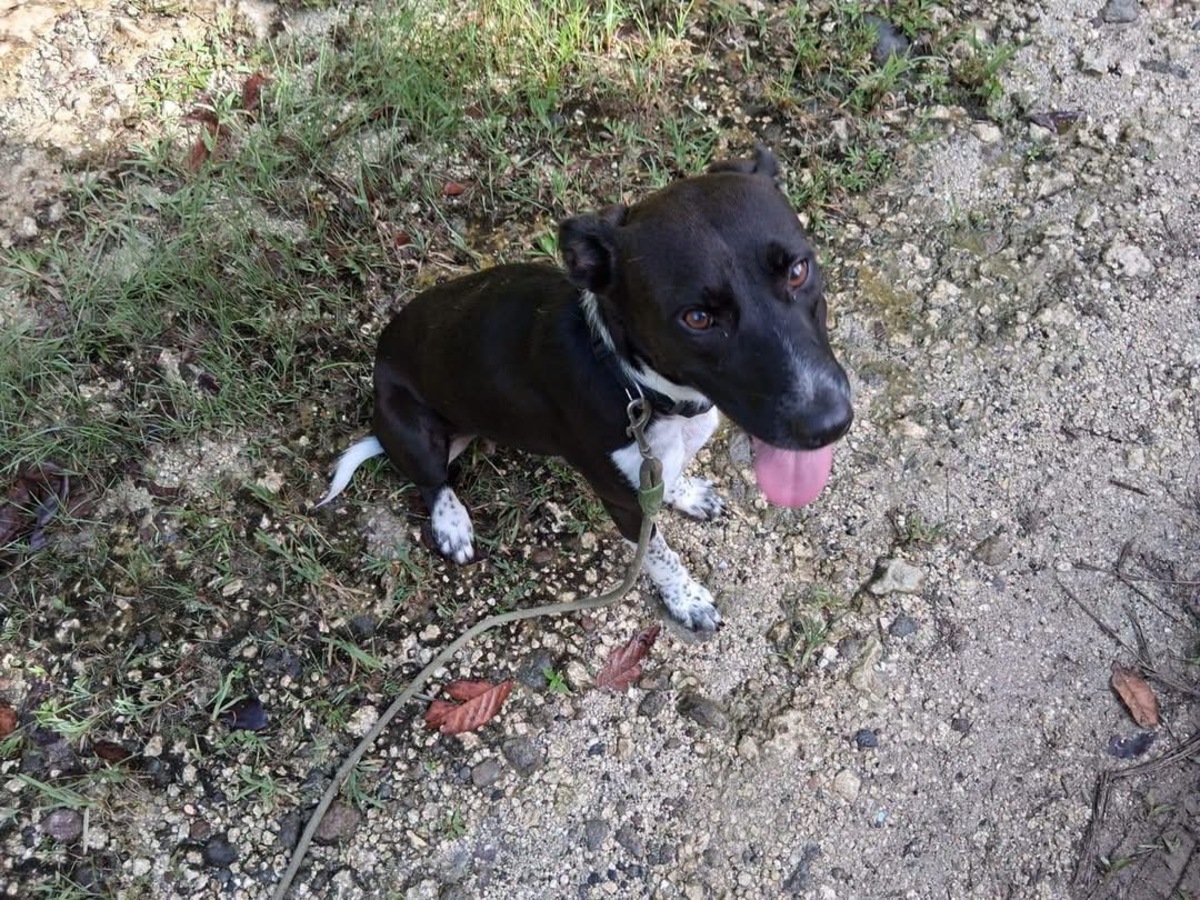 Adoption Zelie